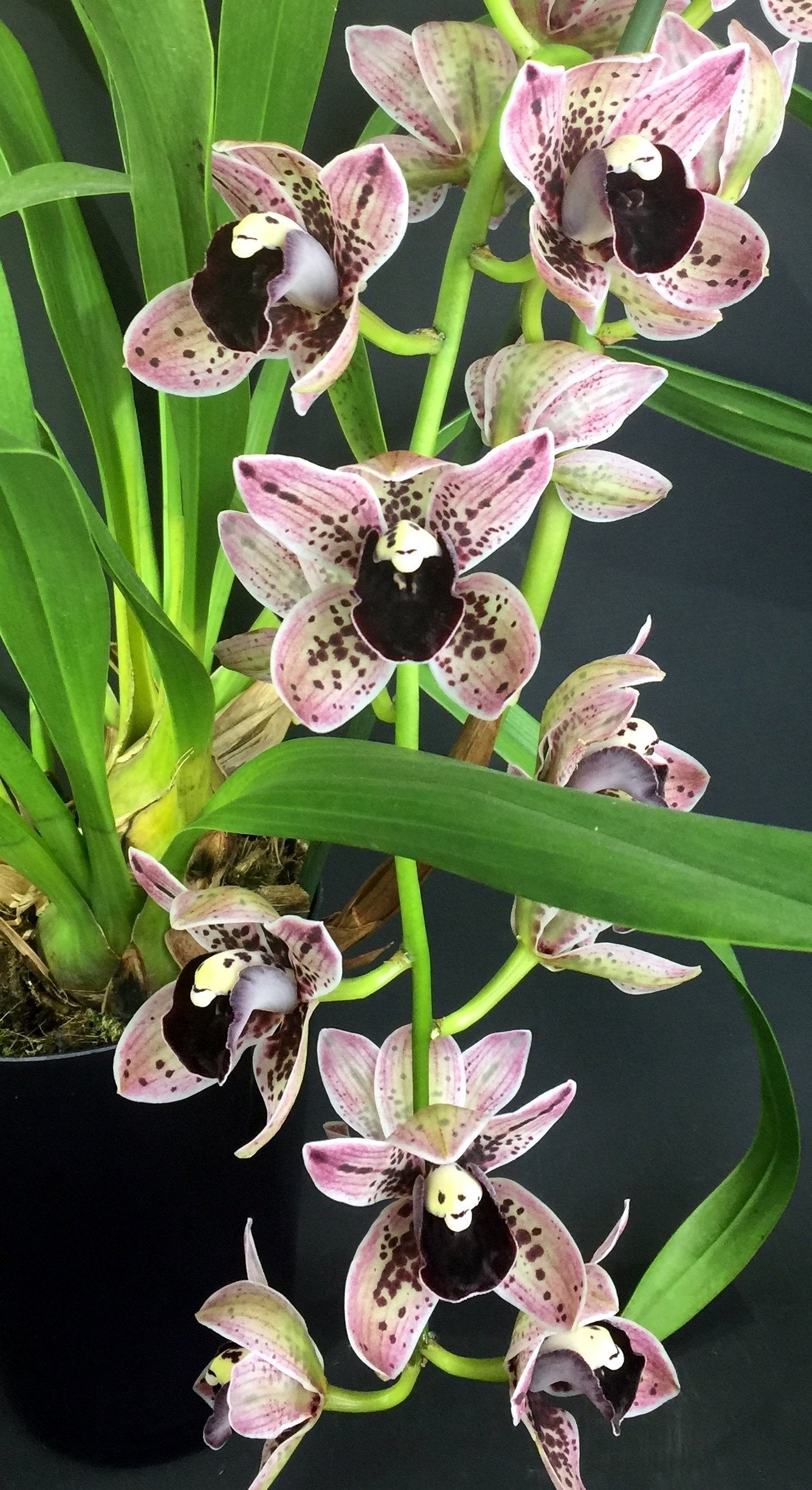 Cymbidium Magic Devon