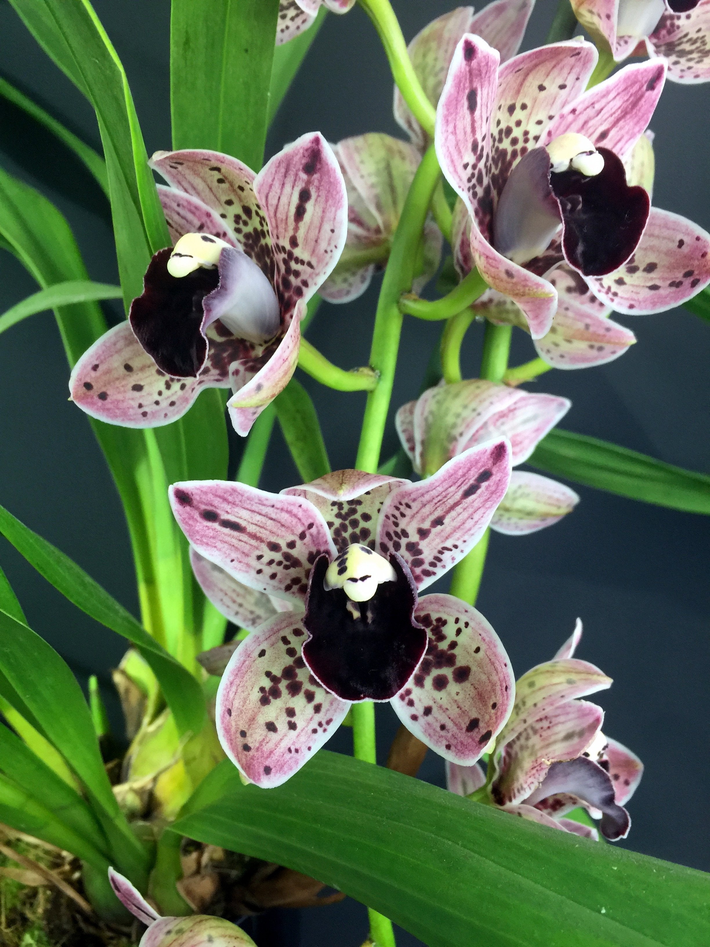 Cymbidium Magic Devon