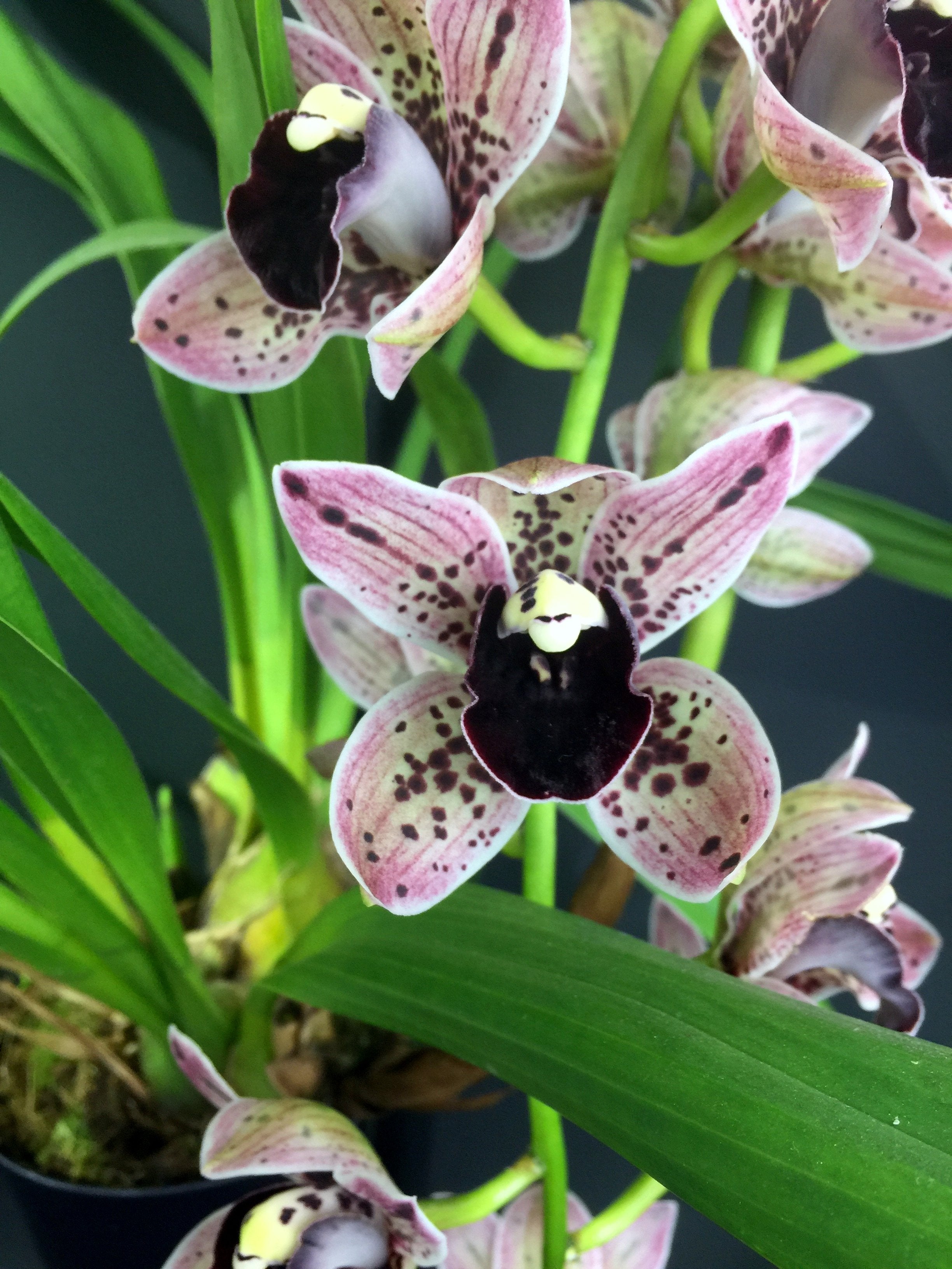 Cymbidium Magic Devon