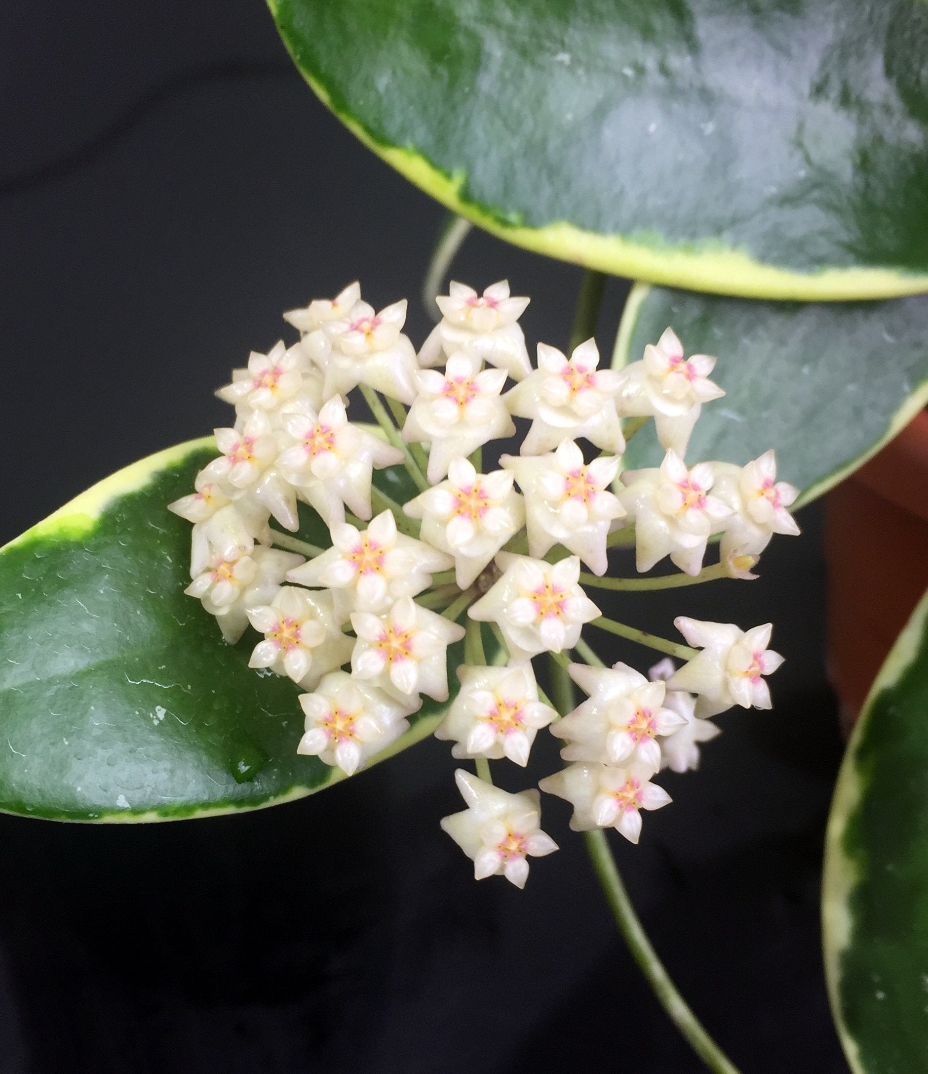 Hoya verticillata "Margin Variegata White-Red Fragrats''