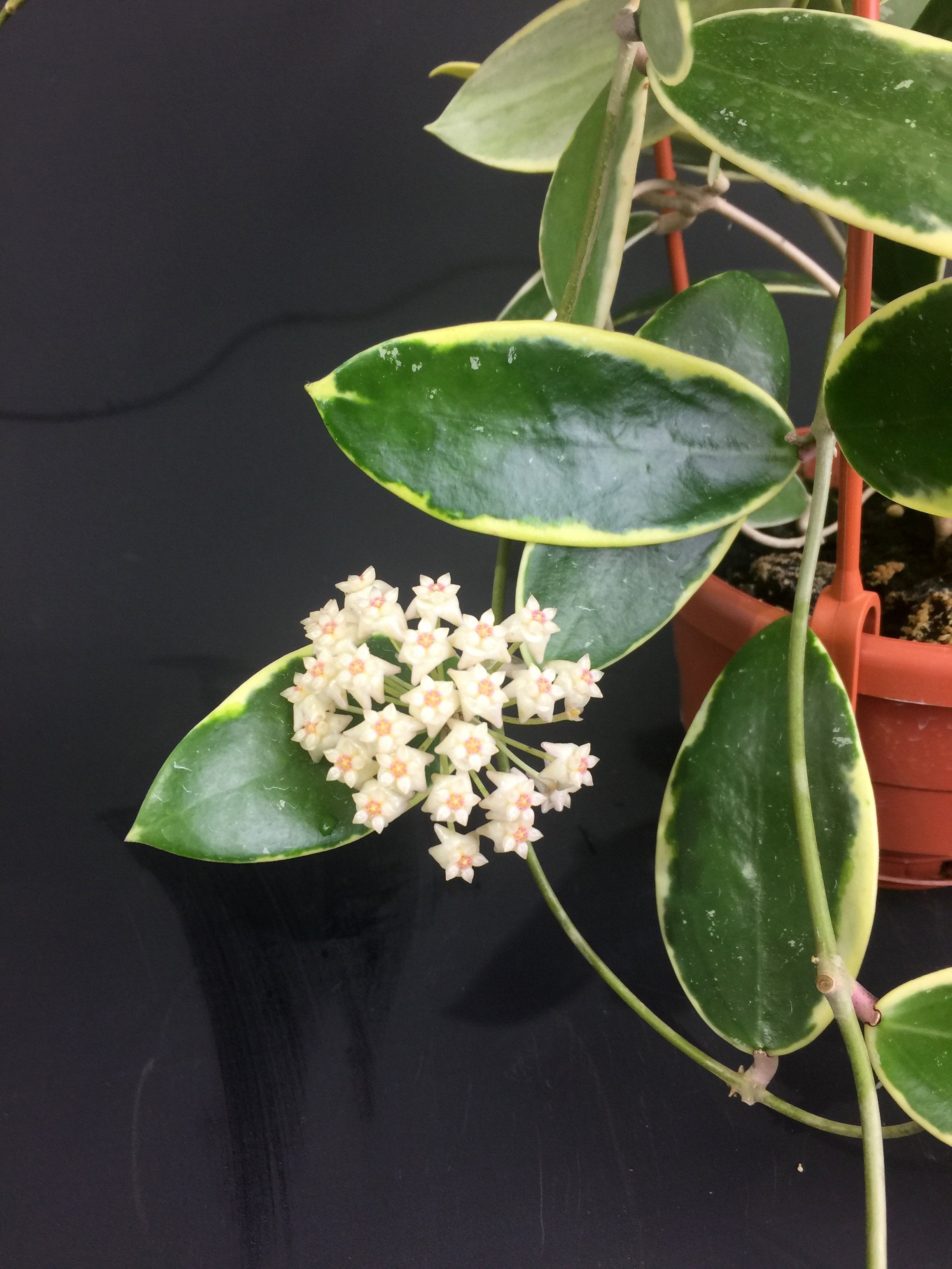 Hoya verticillata "Margin Variegata White-Red Fragrats''