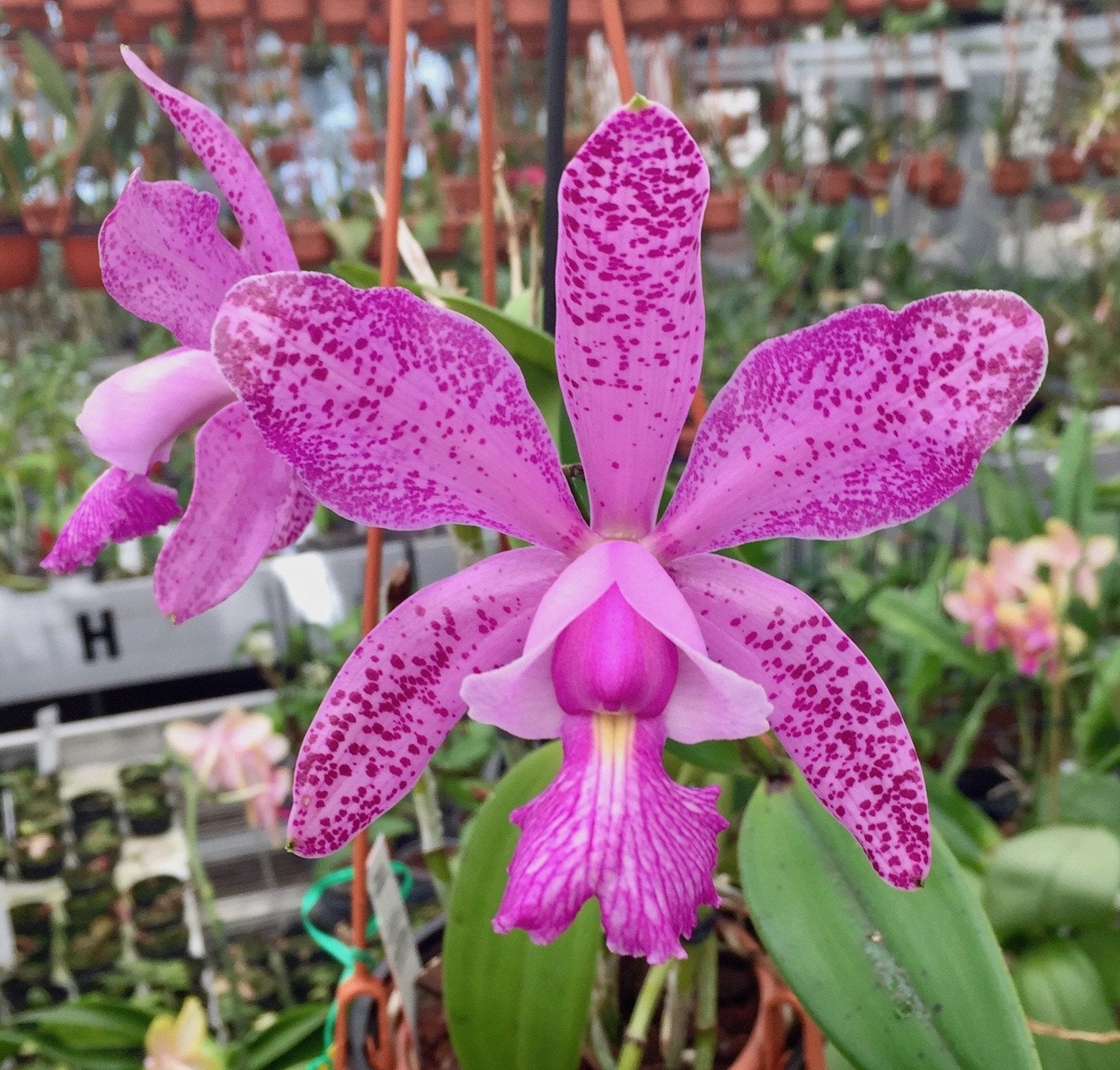 Cattleya Brabantiae "Banderantes" SM/JOGA (Big Plant)
