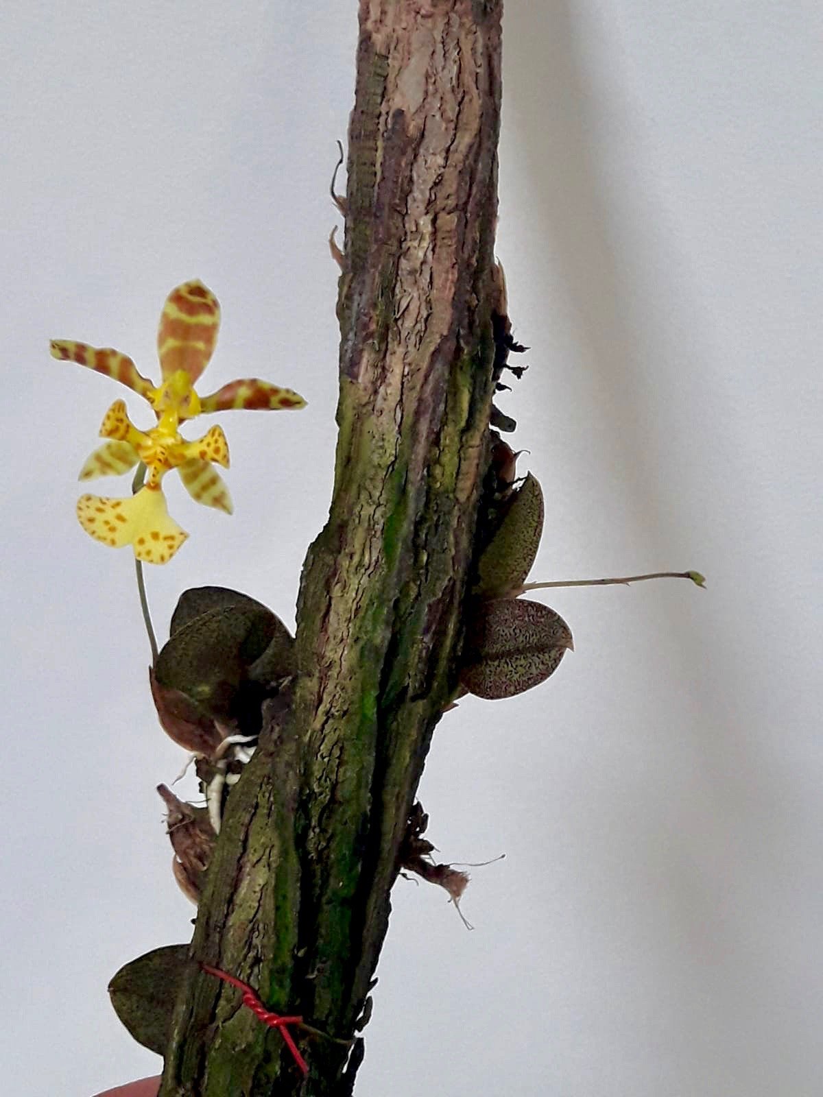 Psychopsiella (oncidium) limminghei