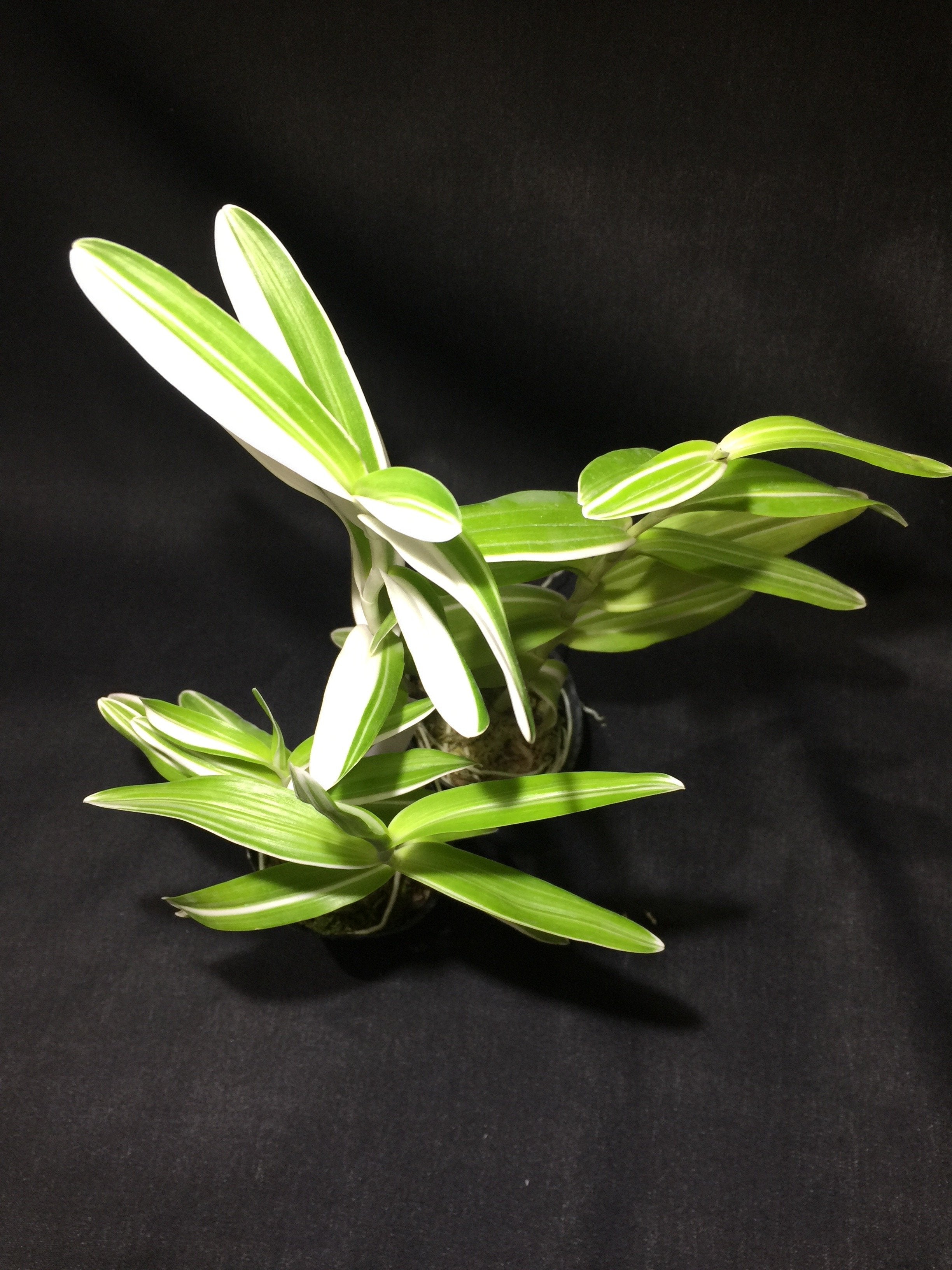 Epidendrum secundum var. variegata