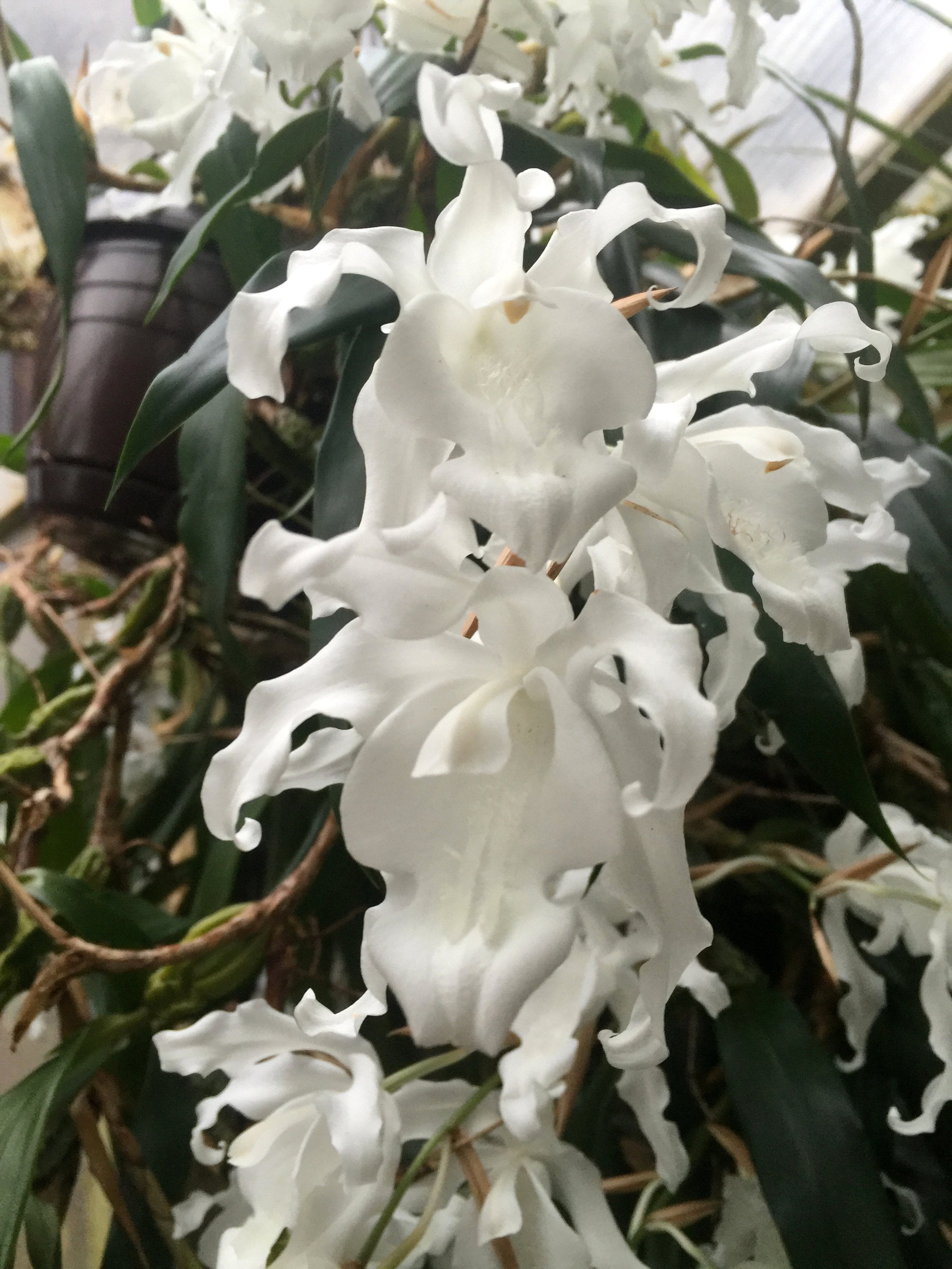 Coelogyne cristata var. alba "Hololeuca"