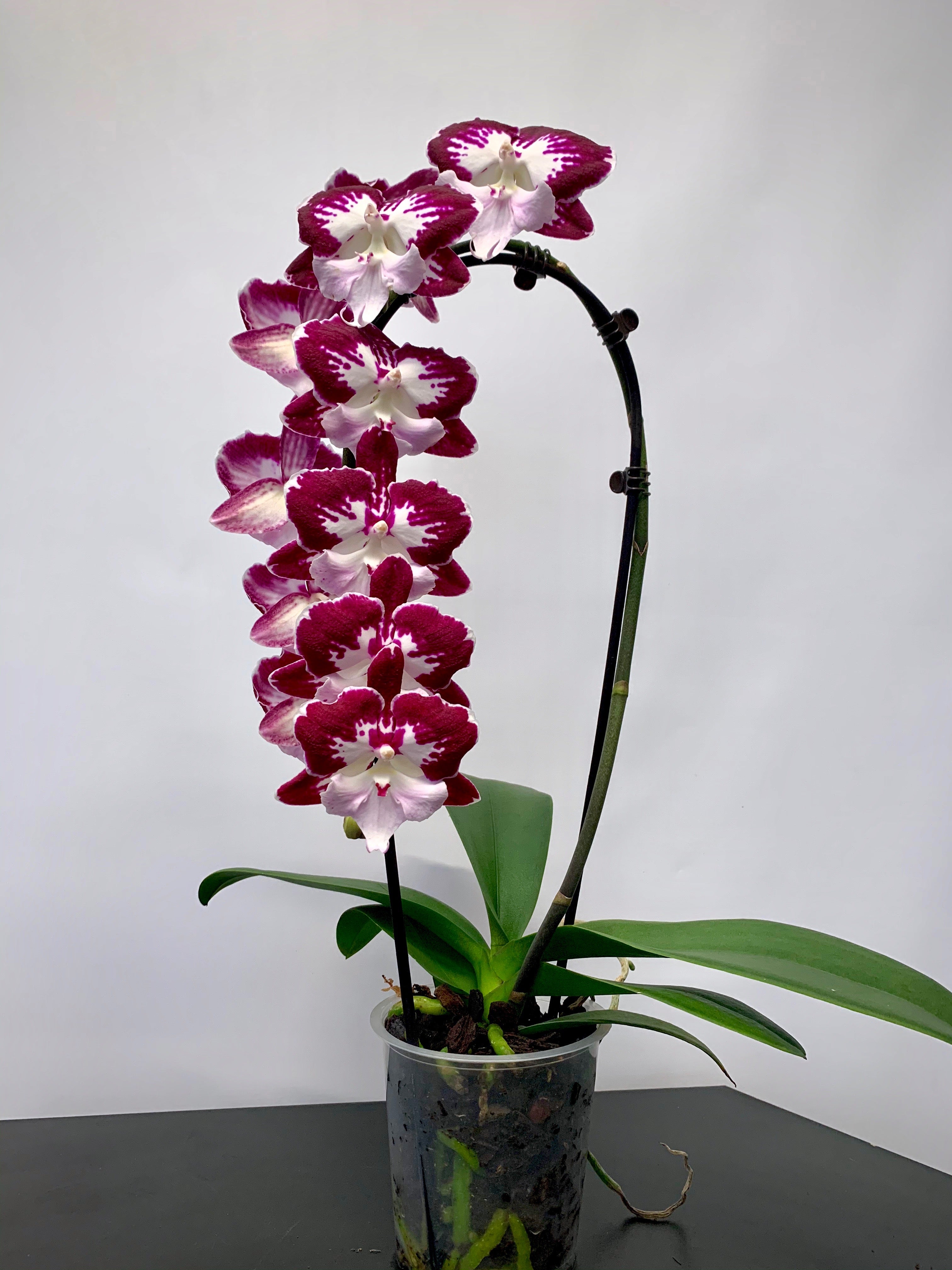 One phalaenopsis orchid plant, spanish moss, black lava with seasonal  branch. White or pink, in stone ceramic…