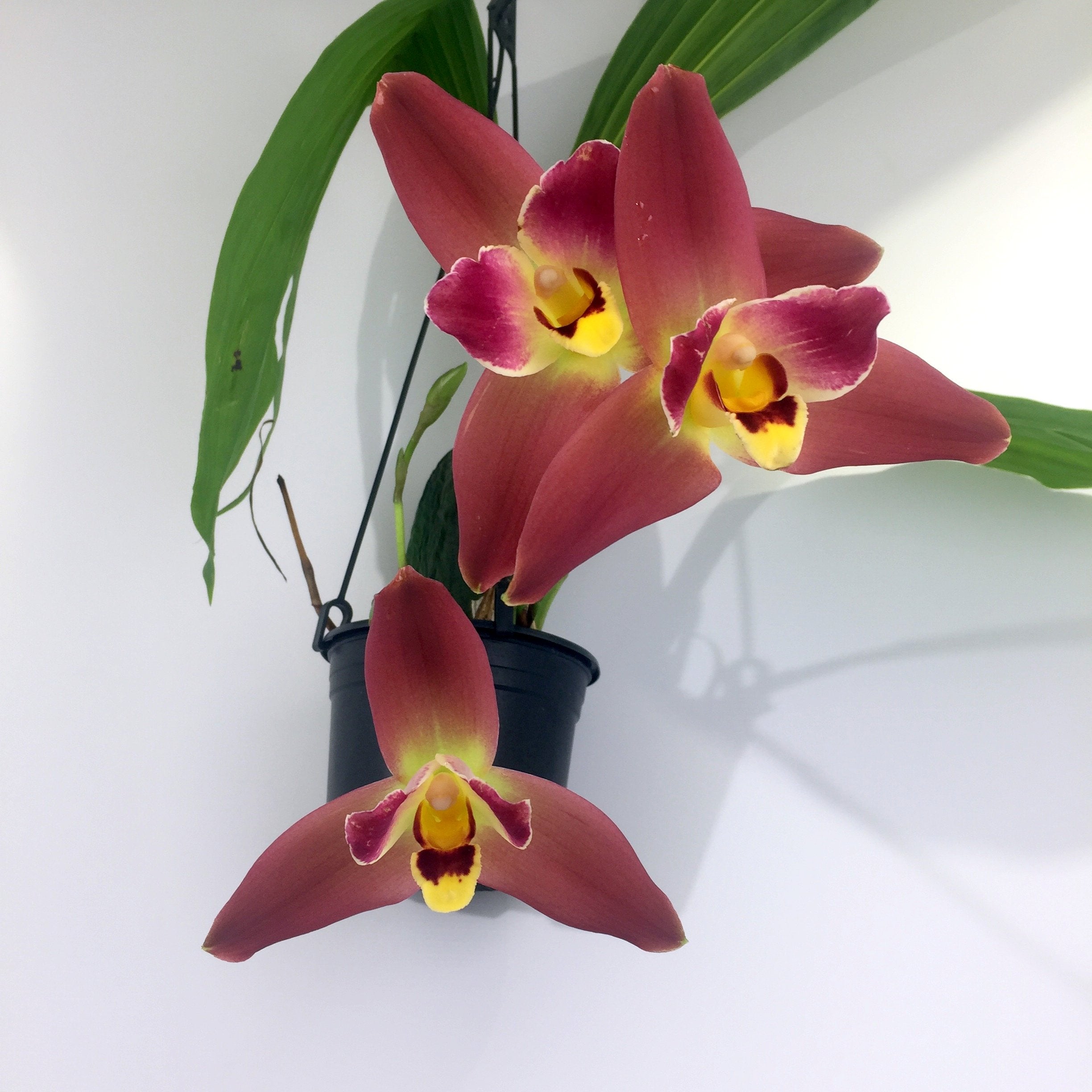Lycaste Red Jewel