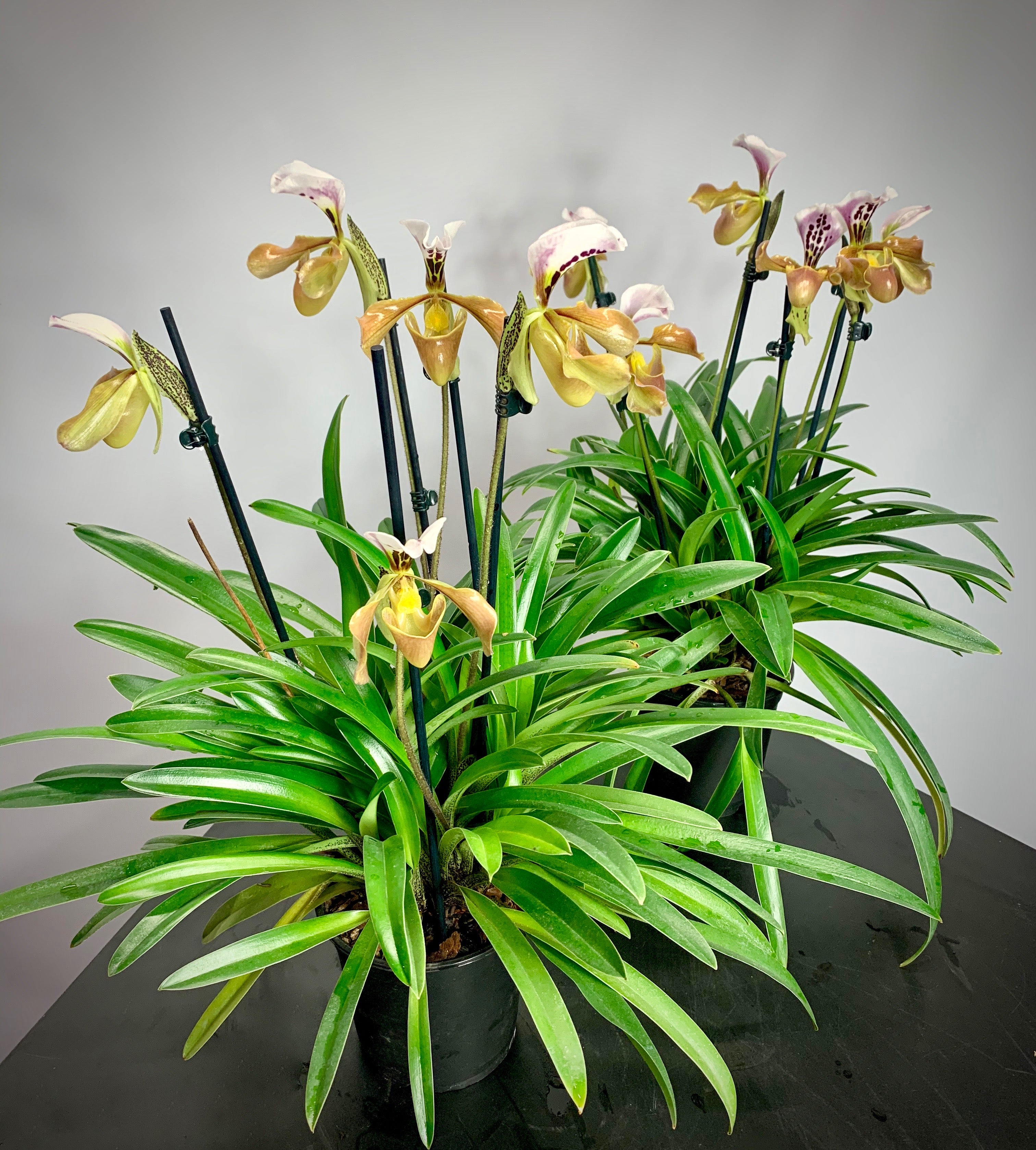 Paphiopedilum gratixianum "Big plant "