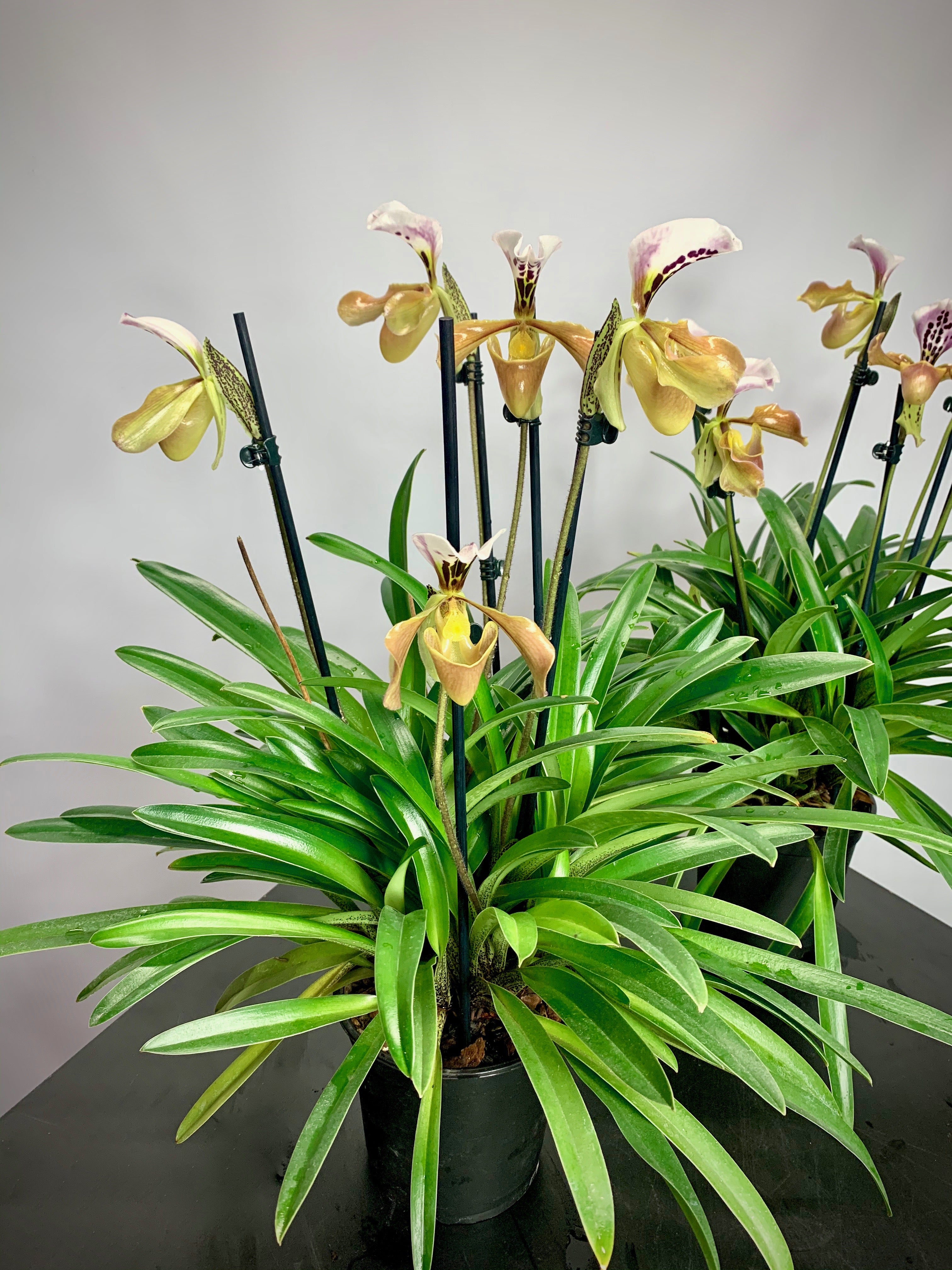 Paphiopedilum gratixianum