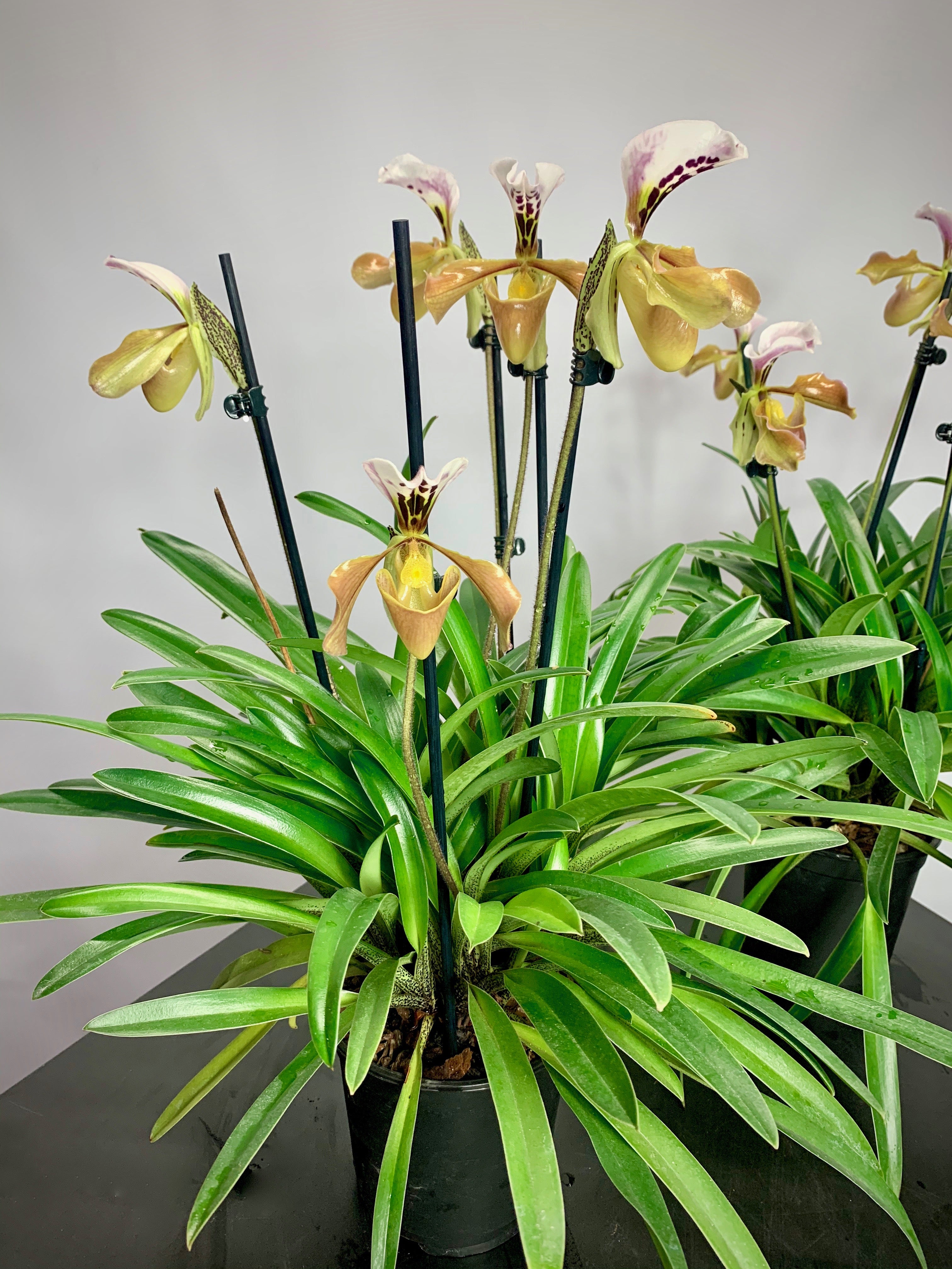 Paphiopedilum gratixianum