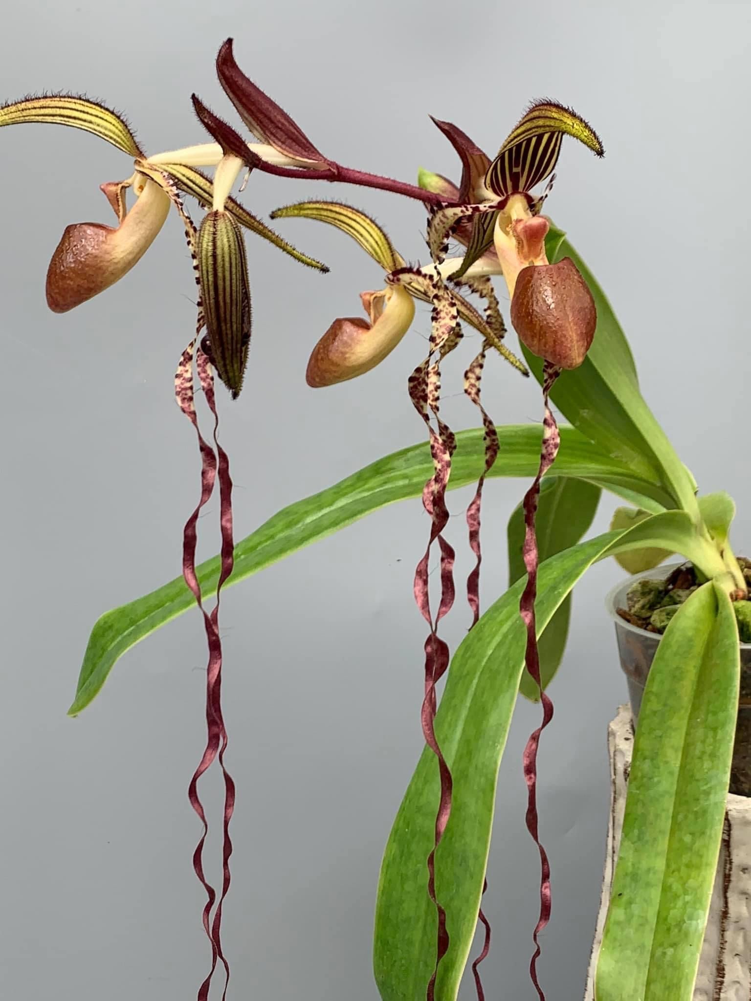 Paphiopedilum sanderianum "XXL Big"