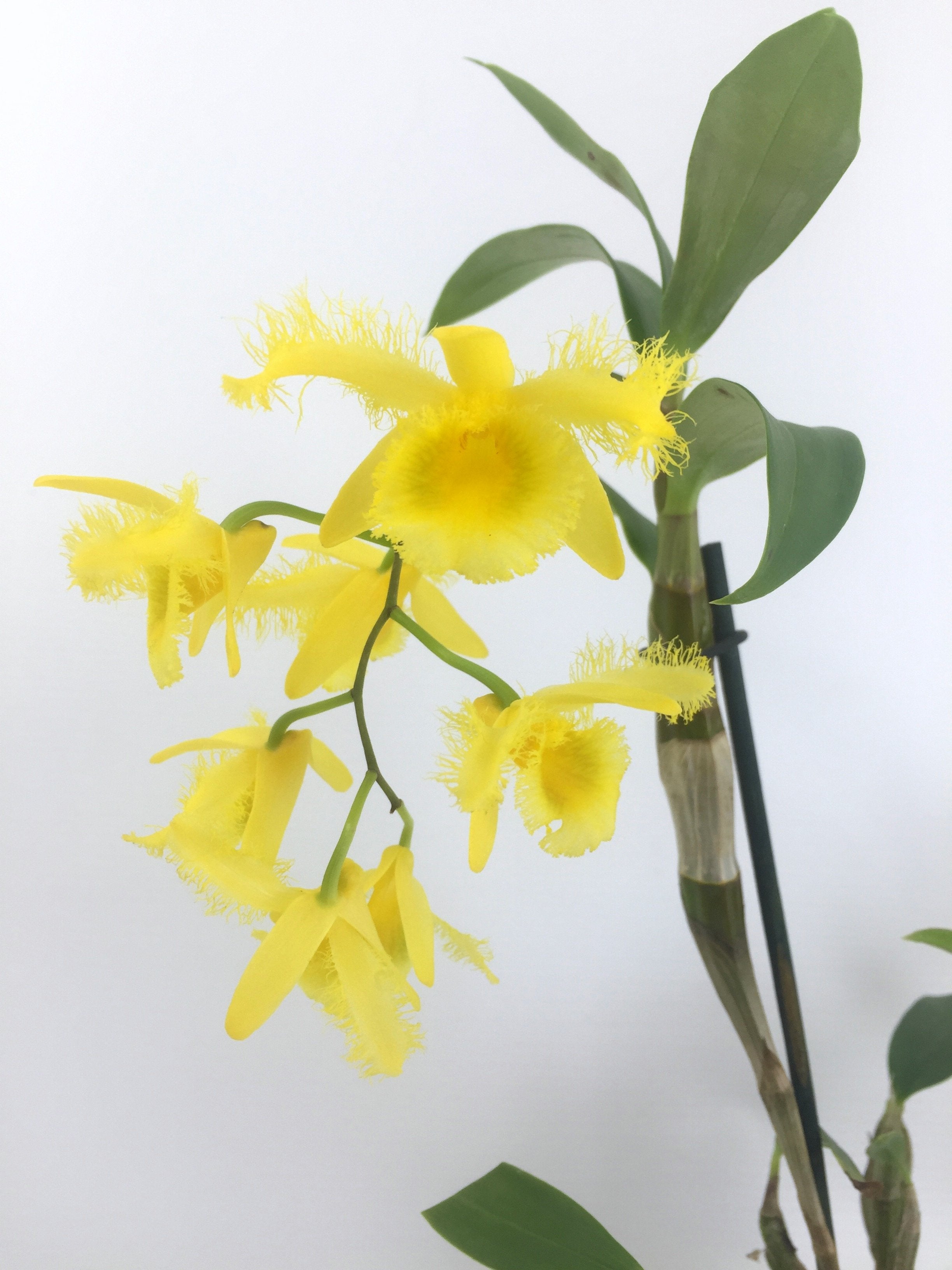 Dendrobium harveyanum "Big"
