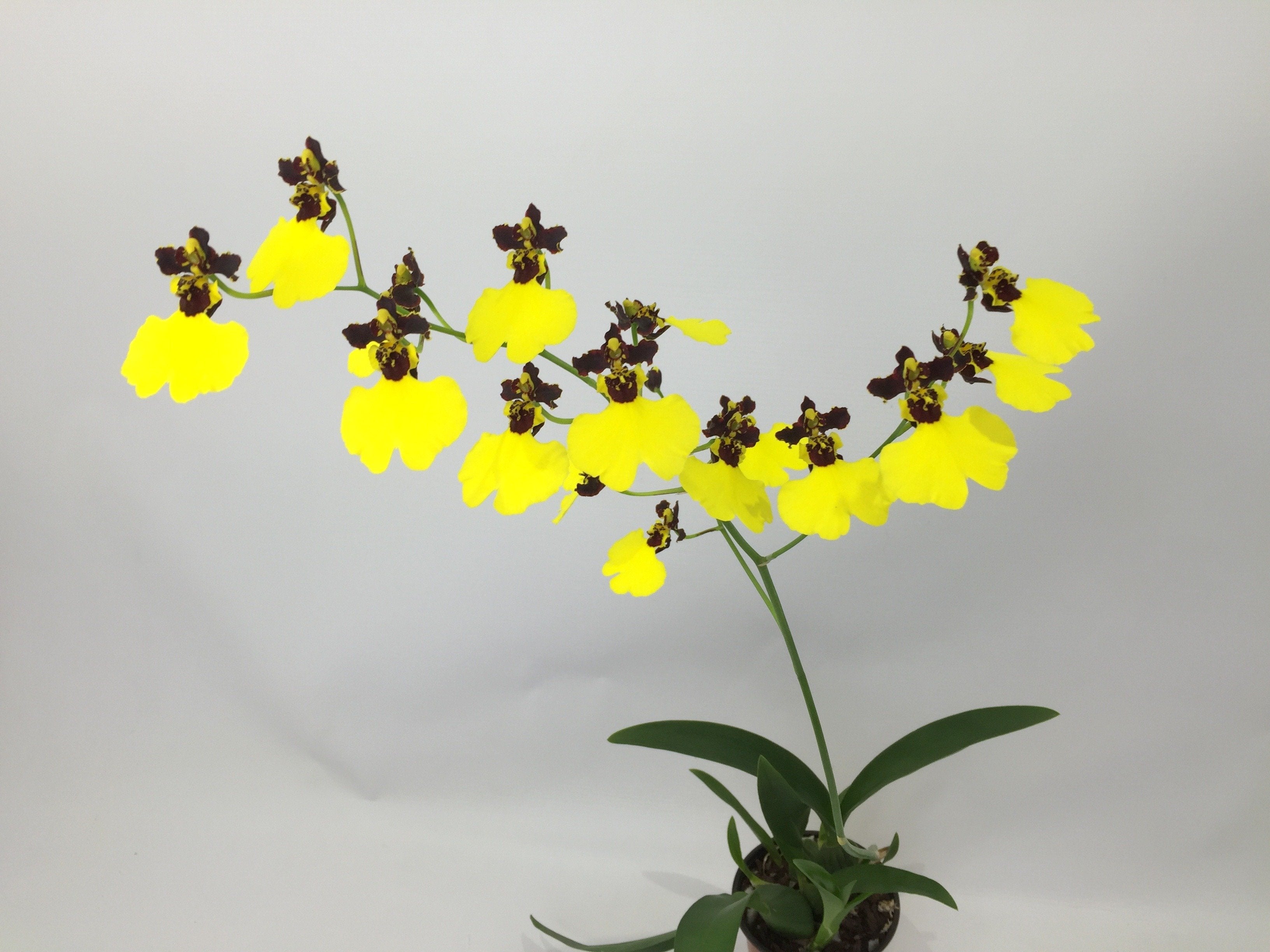 Oncidium varicosum "Balduin Black"