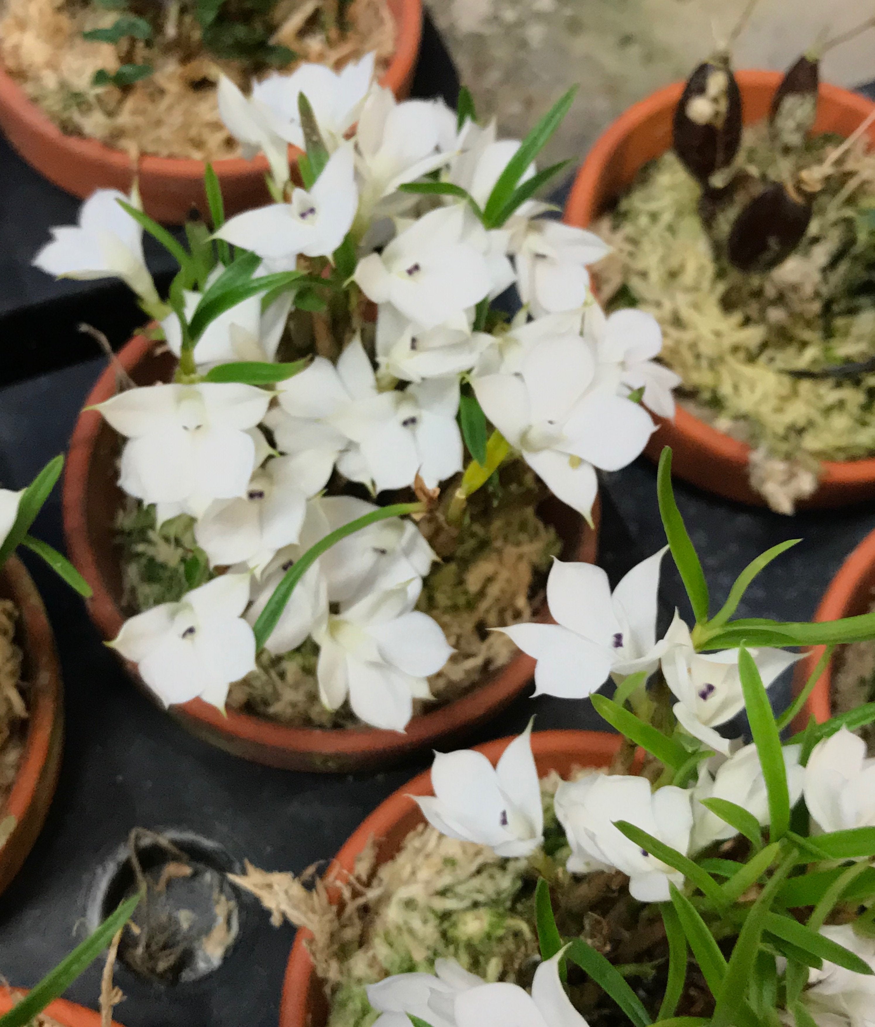 Dendrobium subuliferum