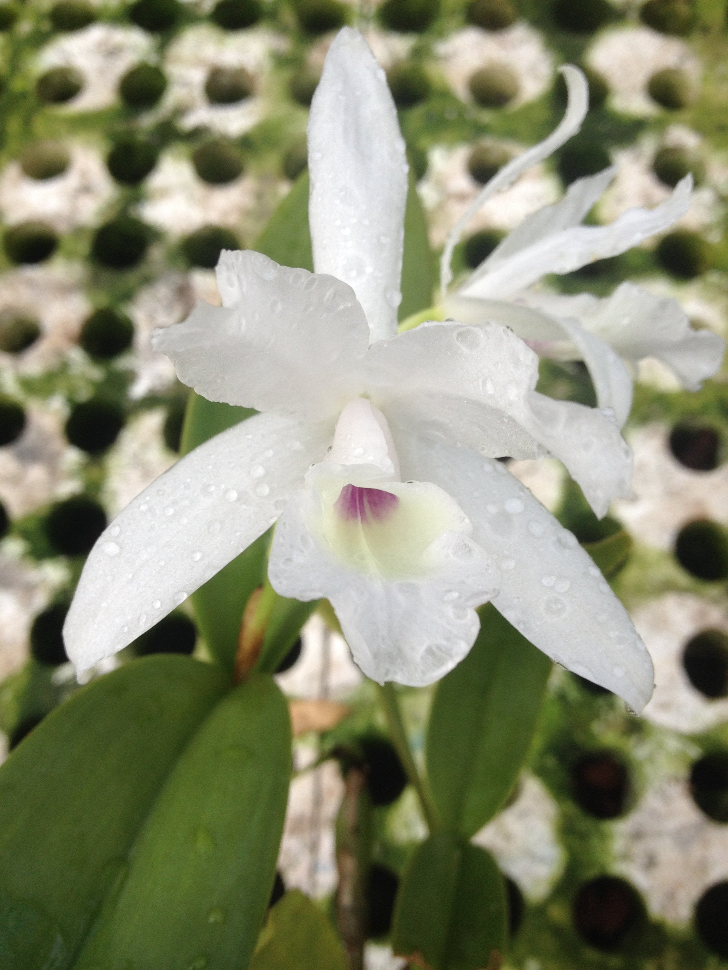 Cattleya skinneri var. alba