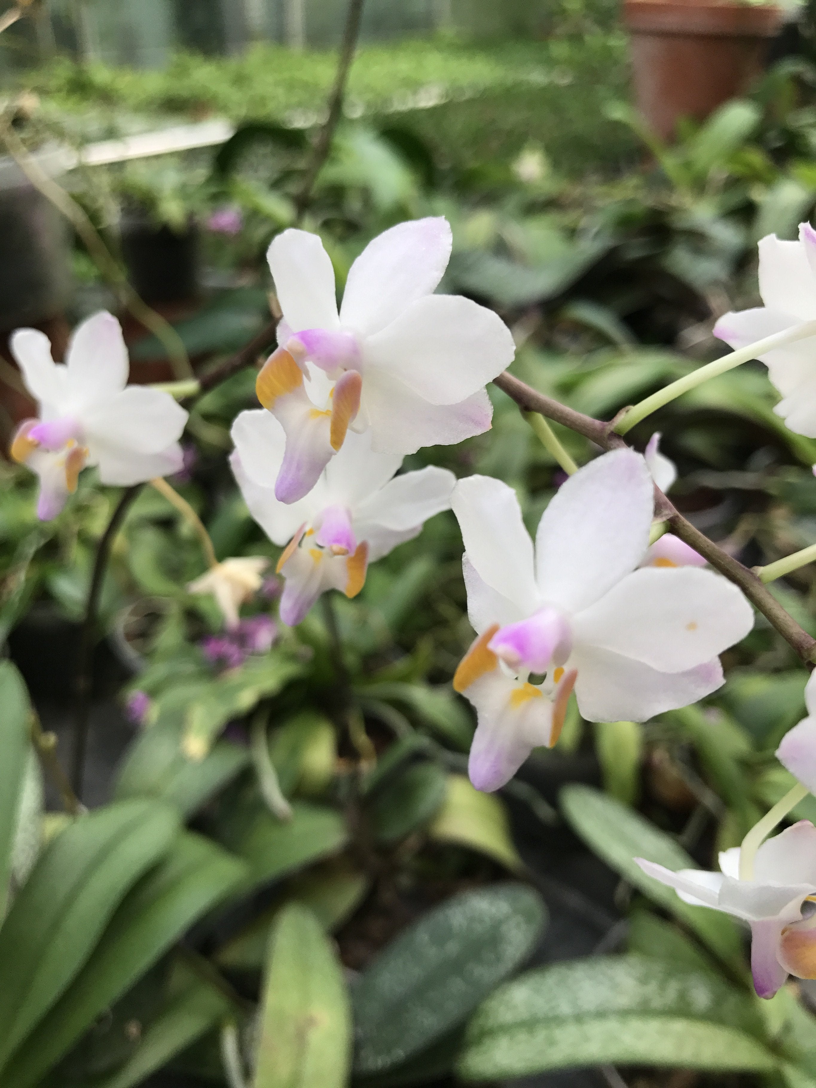 Doritis pulcherrima "Marbled Leaves"