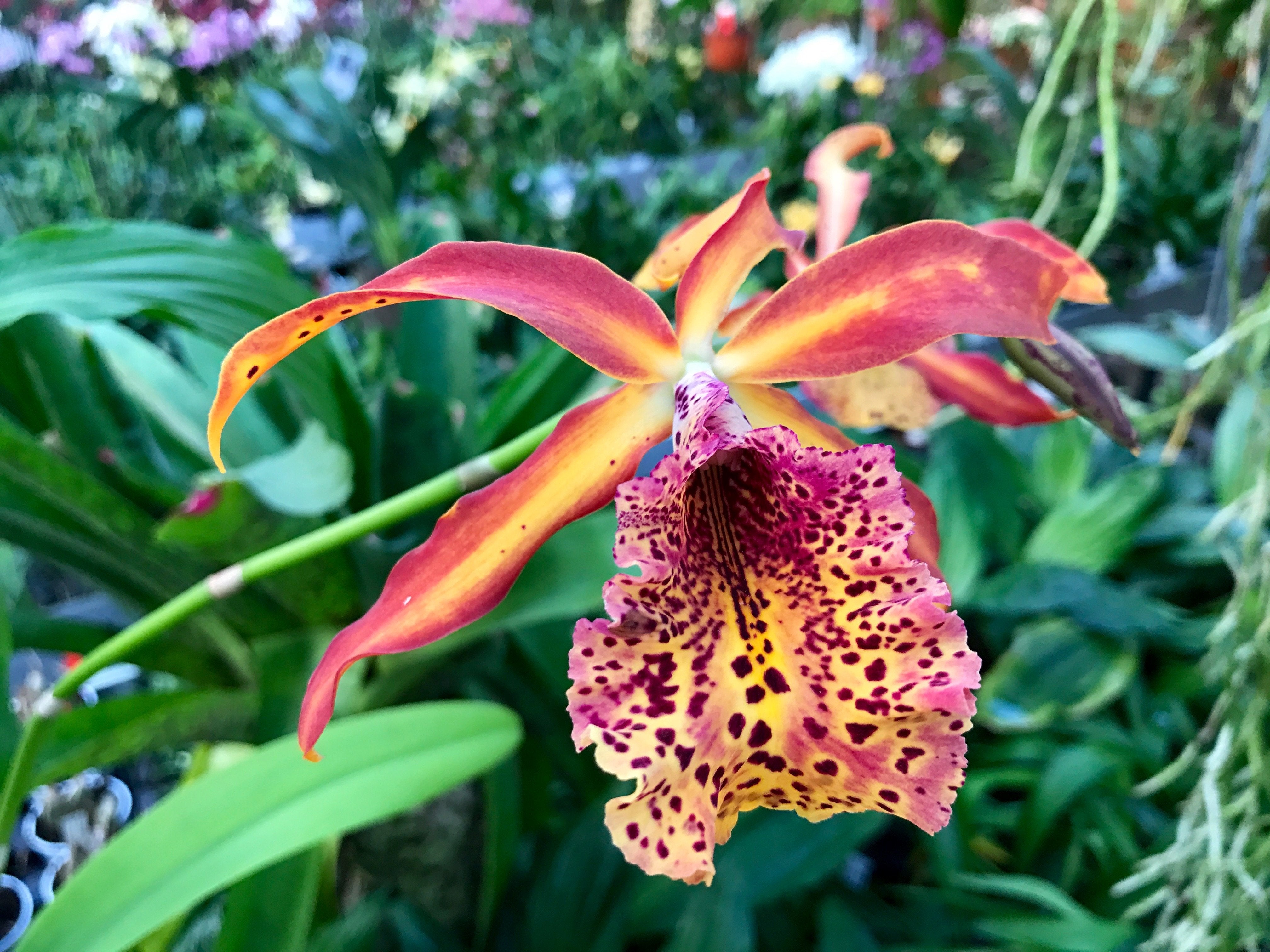 Recchara Frances Fox