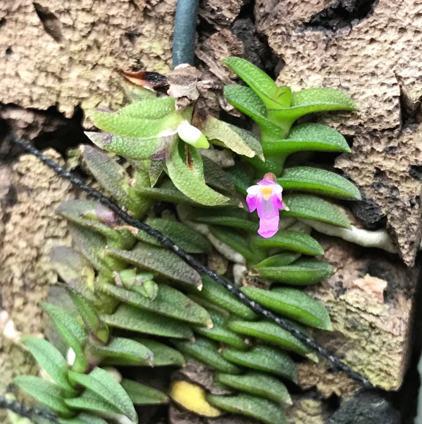 Schoenorchis scolopendria