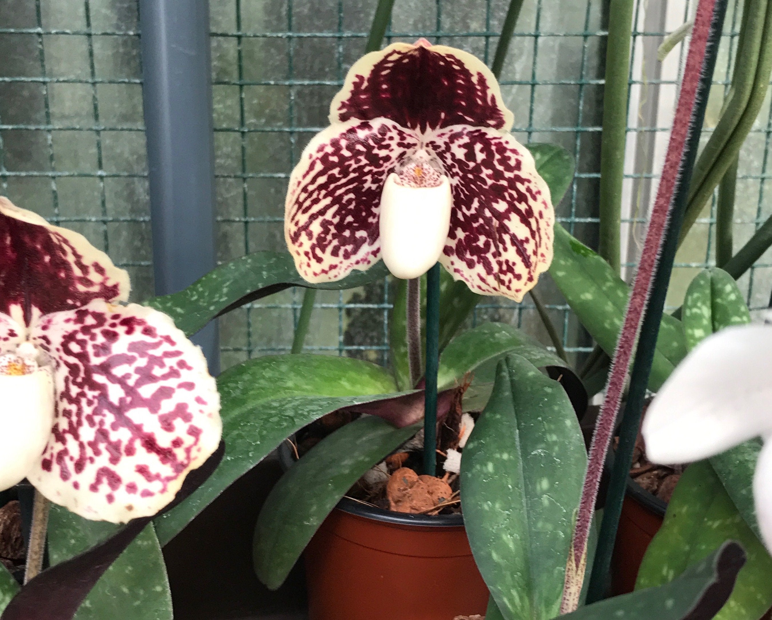 Paphiopedilum godefroyae var. leucochilum "Big"