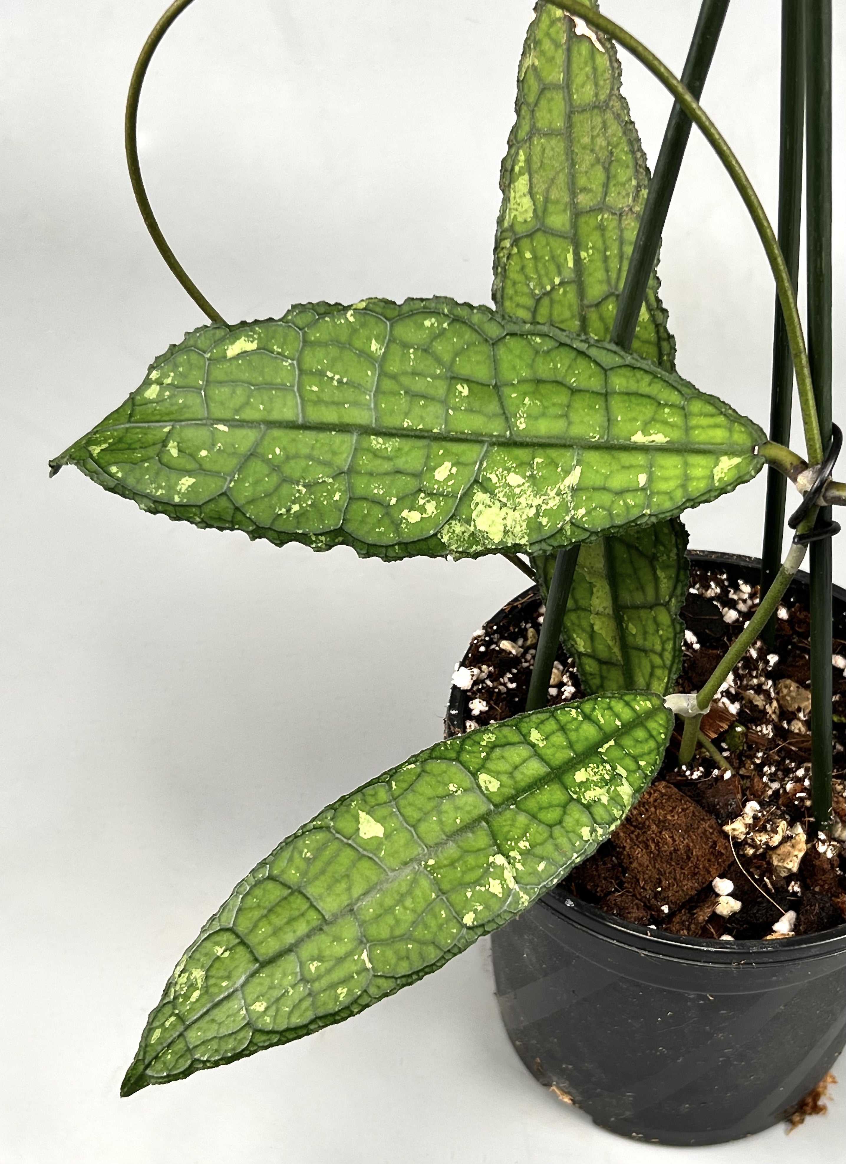 Hoya clemensiorum (2 Leaves)