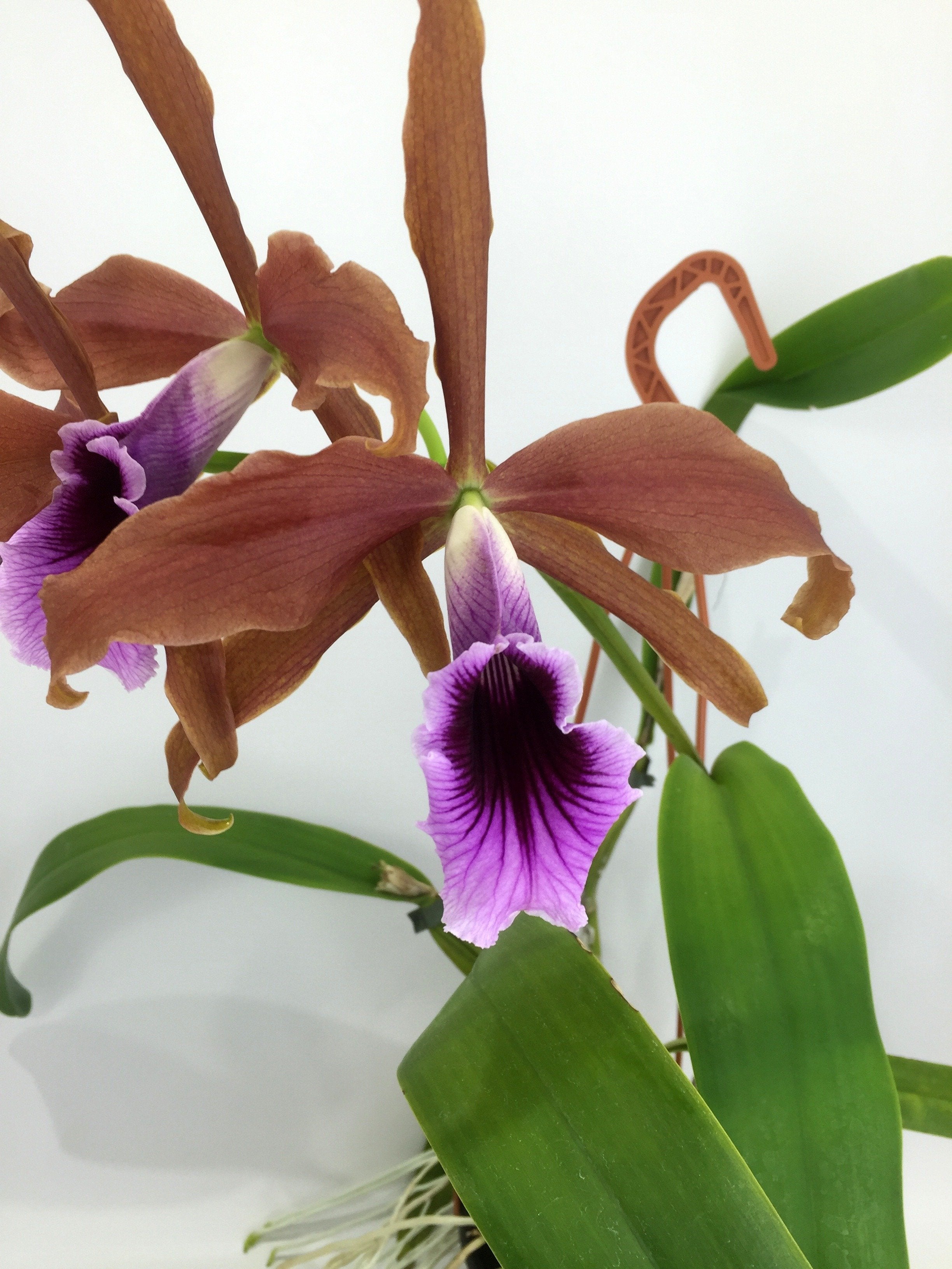 Laelia tenebrosa "Big"