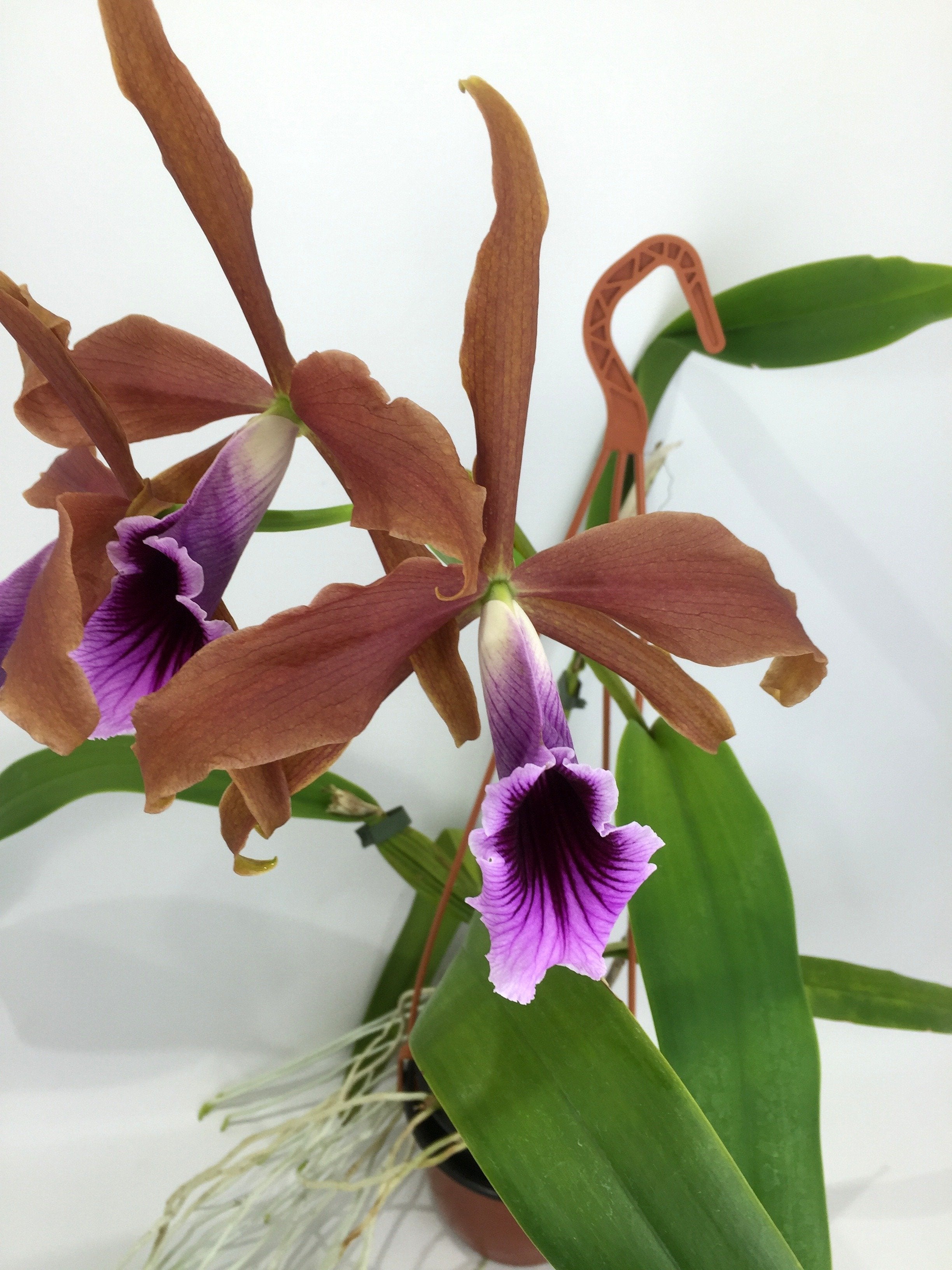 Laelia tenebrosa "Big"