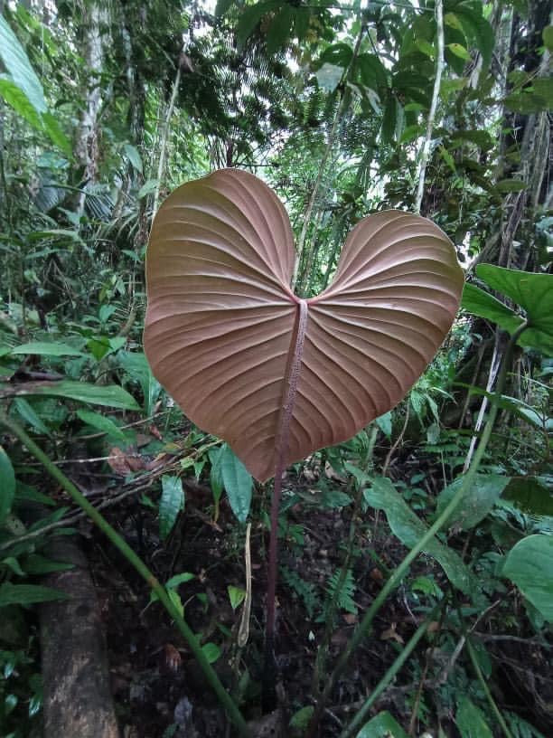 Philodendron lynamii