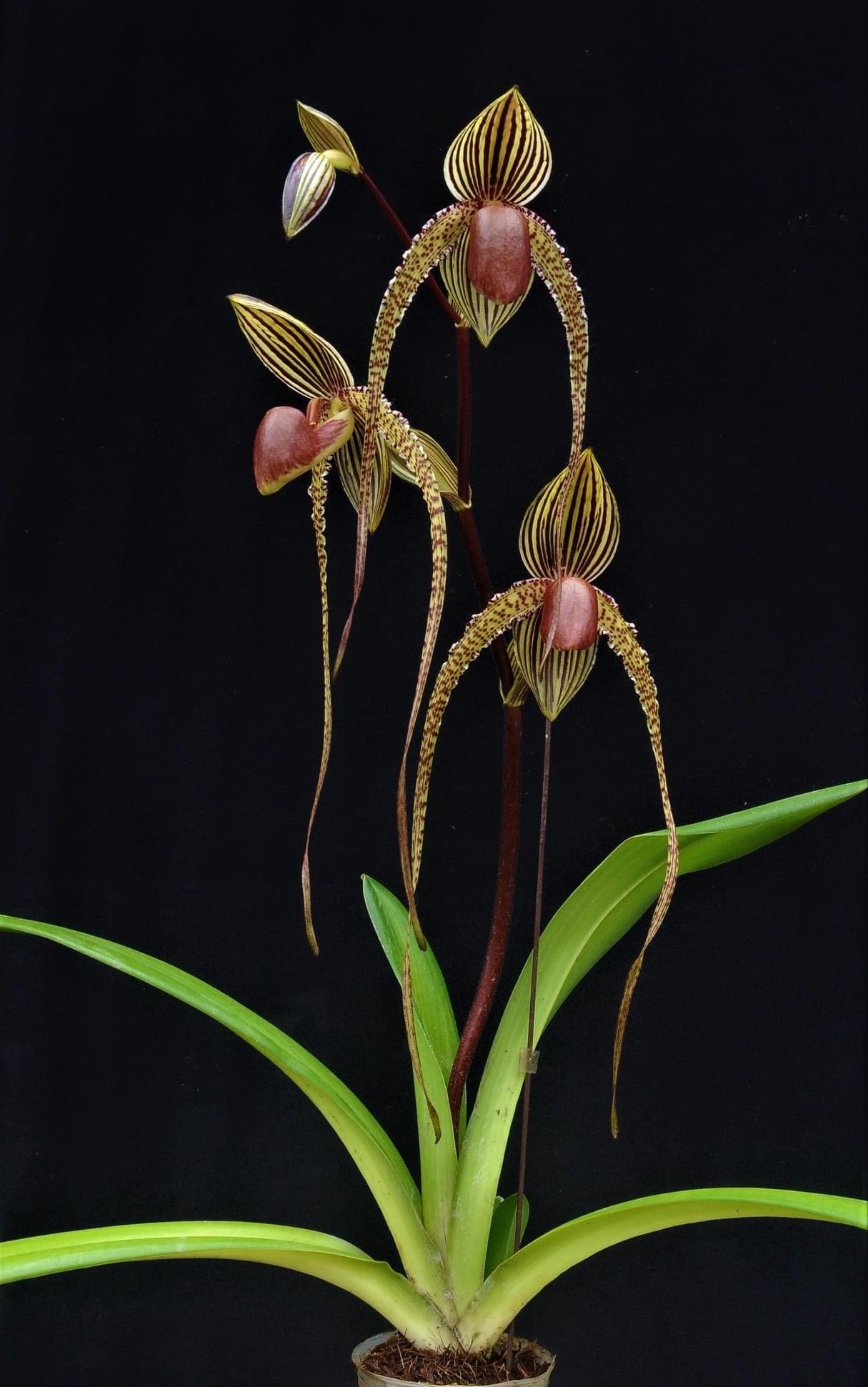 Paphiopedilum Prince Edward of York (rothschildianum 'Dark Star' x sanderianum 'Lady in Red')