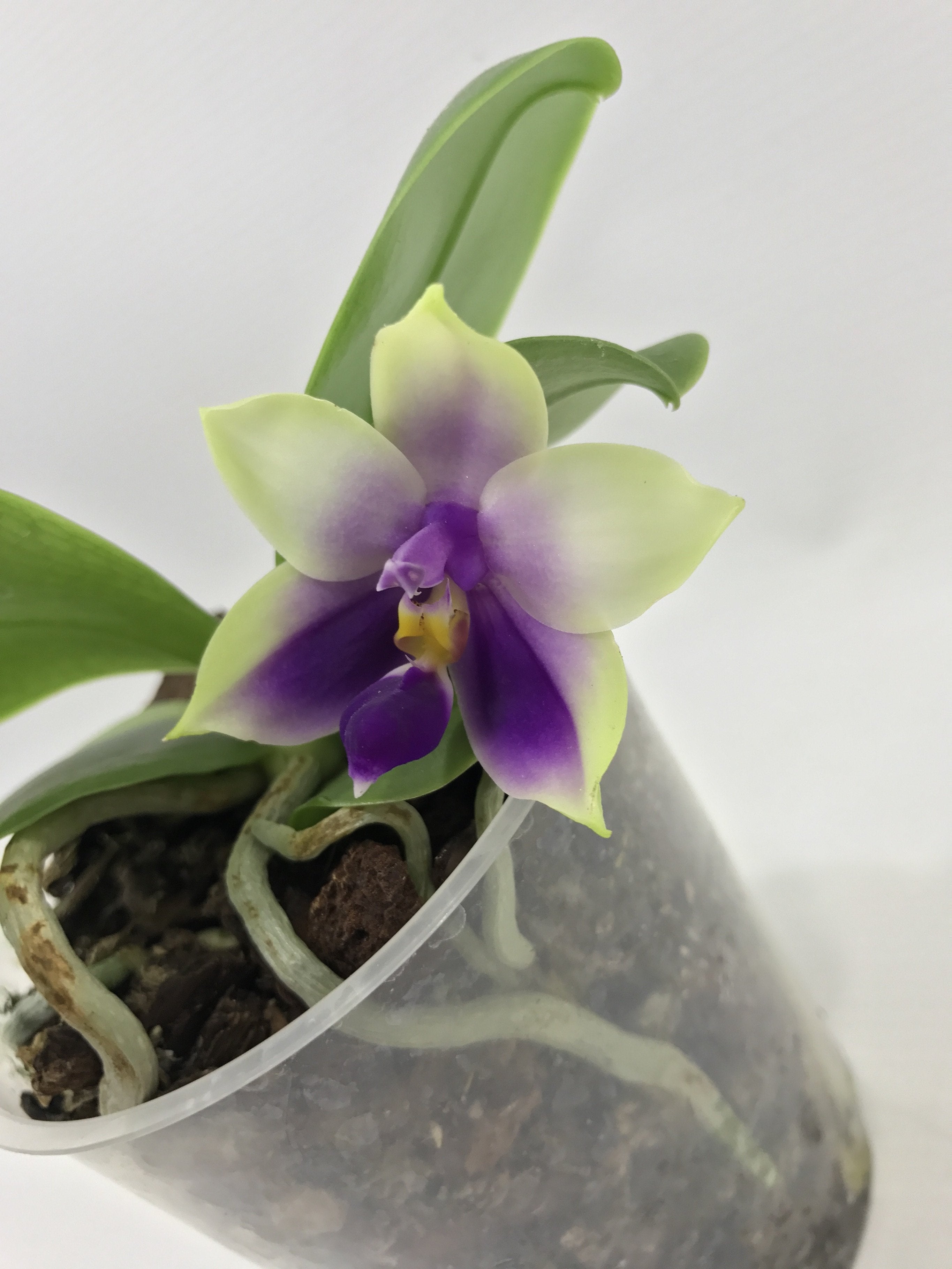 Phalaenopsis bellina var. coerulea