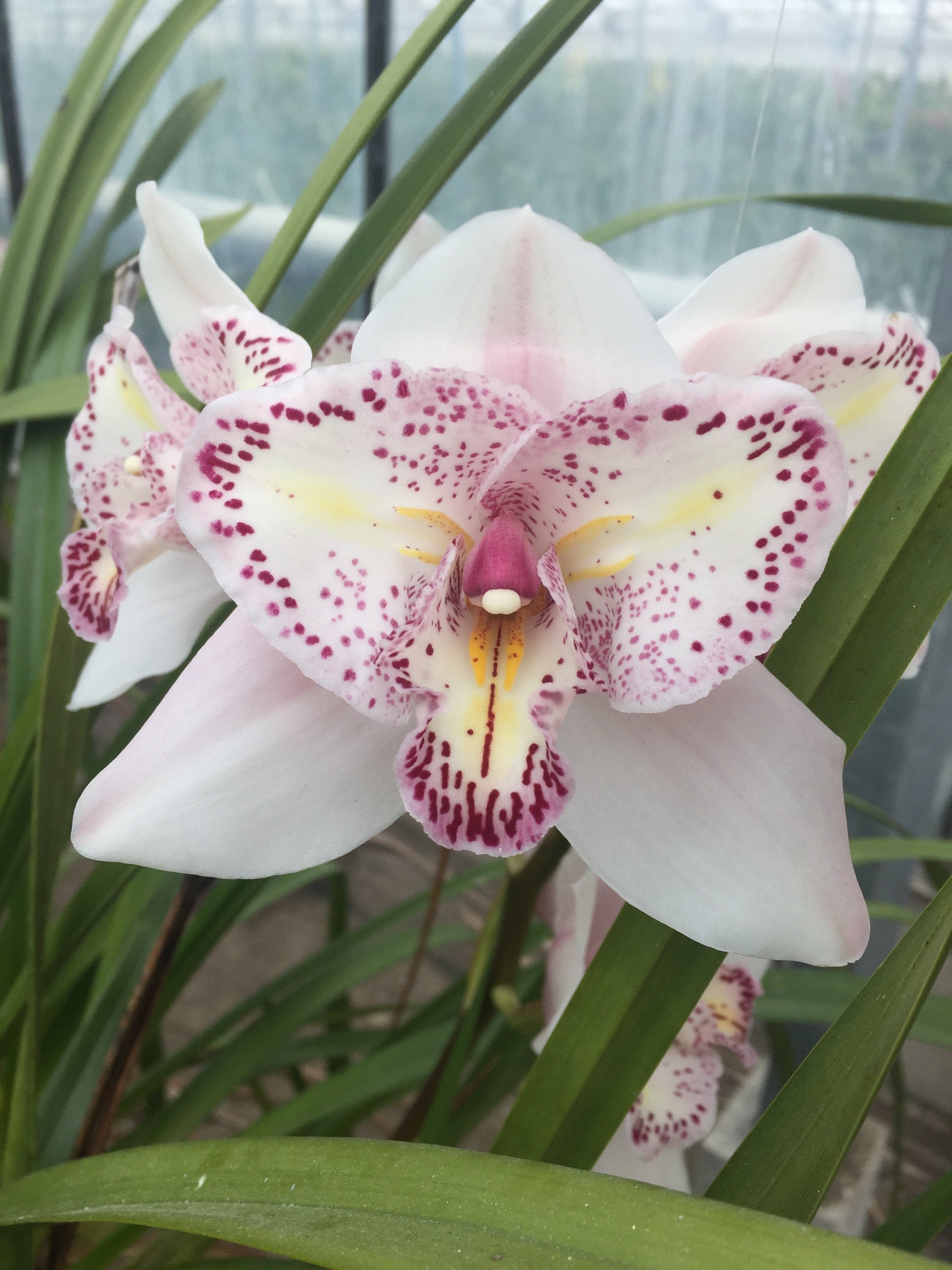 Cymbidium Survaley "The Pink Joker"