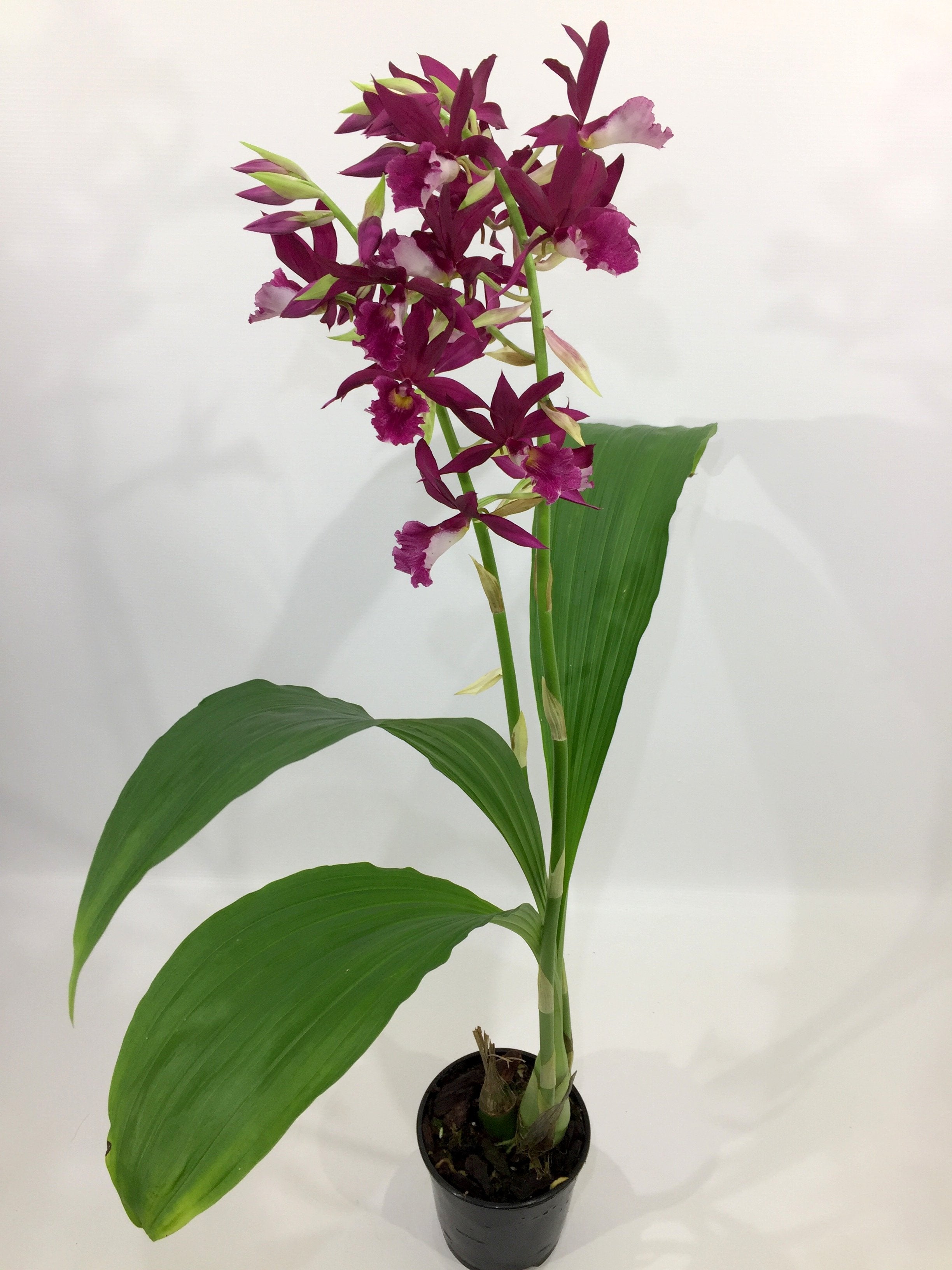 Phaius tankervilleae "Purple"