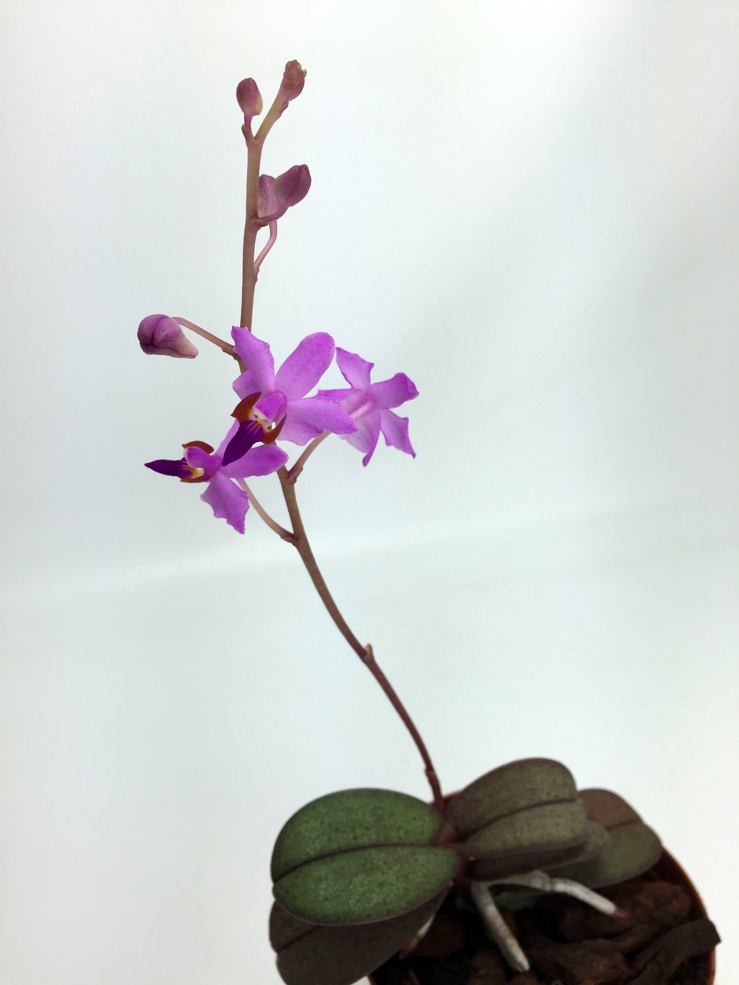 Doritis pulcherrima "Dwarf 3" "Big Plant"