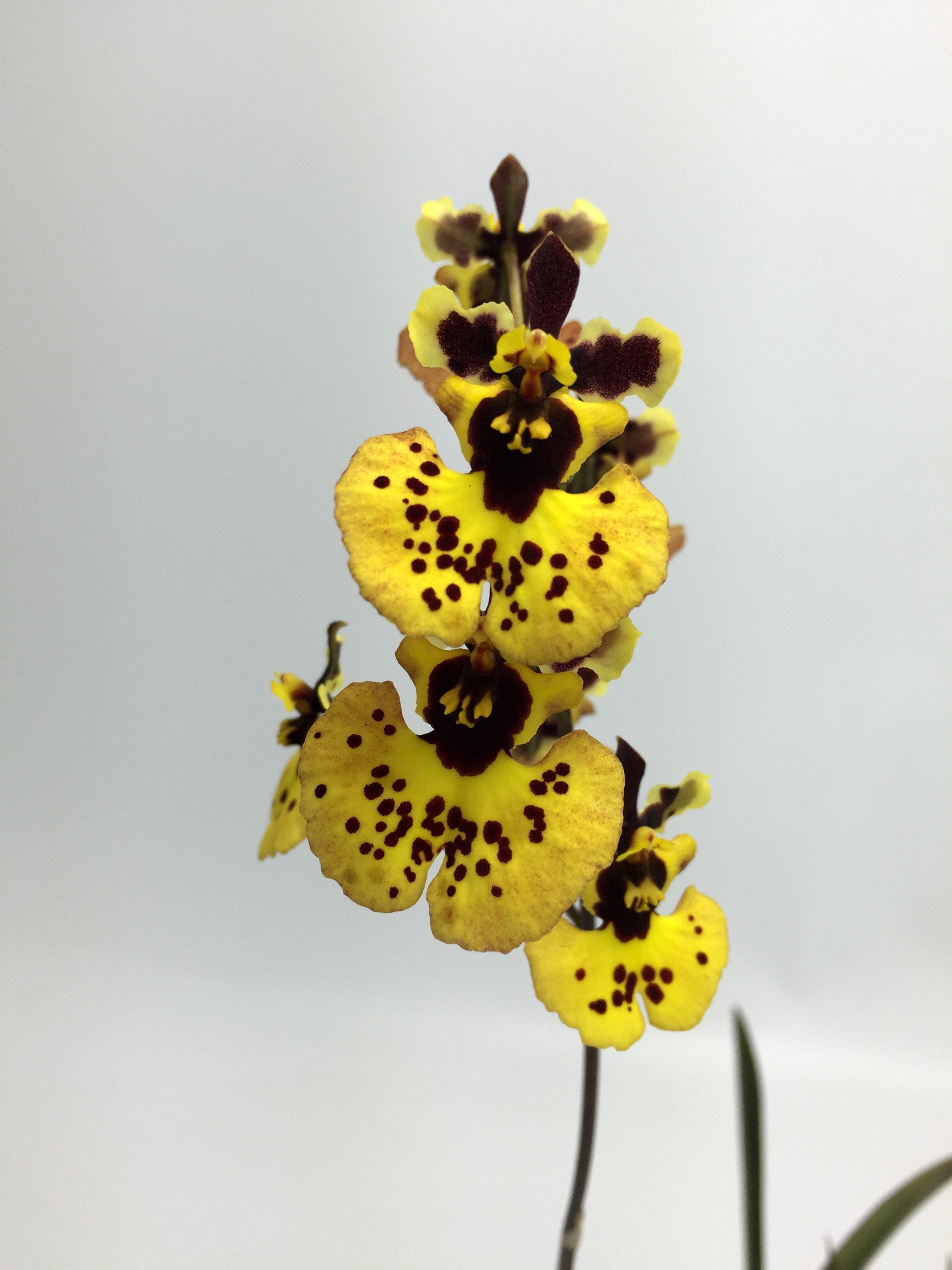 Tolumnia Yellow Star