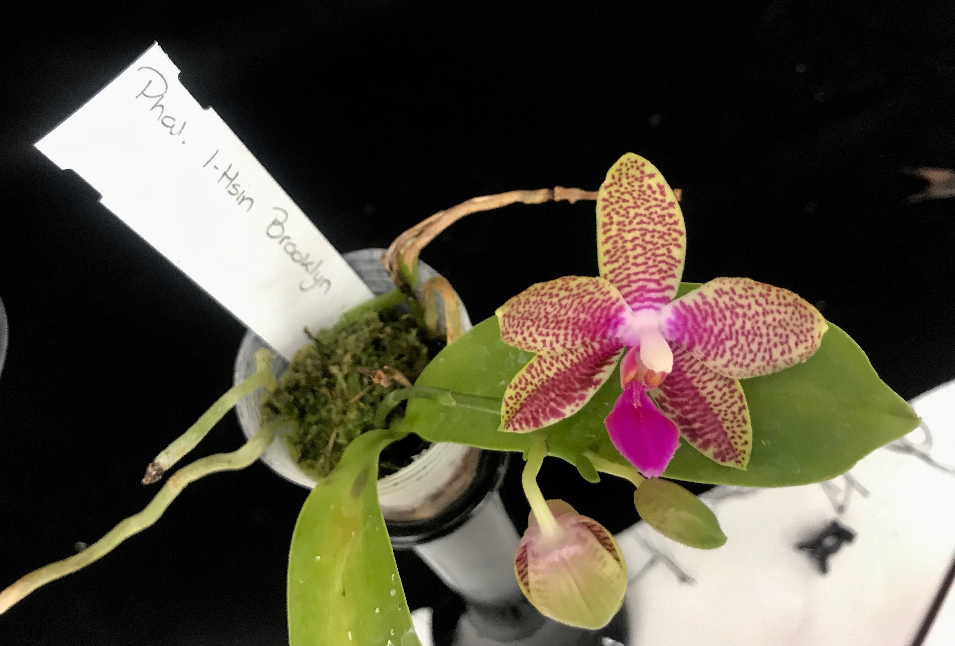 Phalaenopsis I-Hsin Brooklyn "limitierte Auflage"