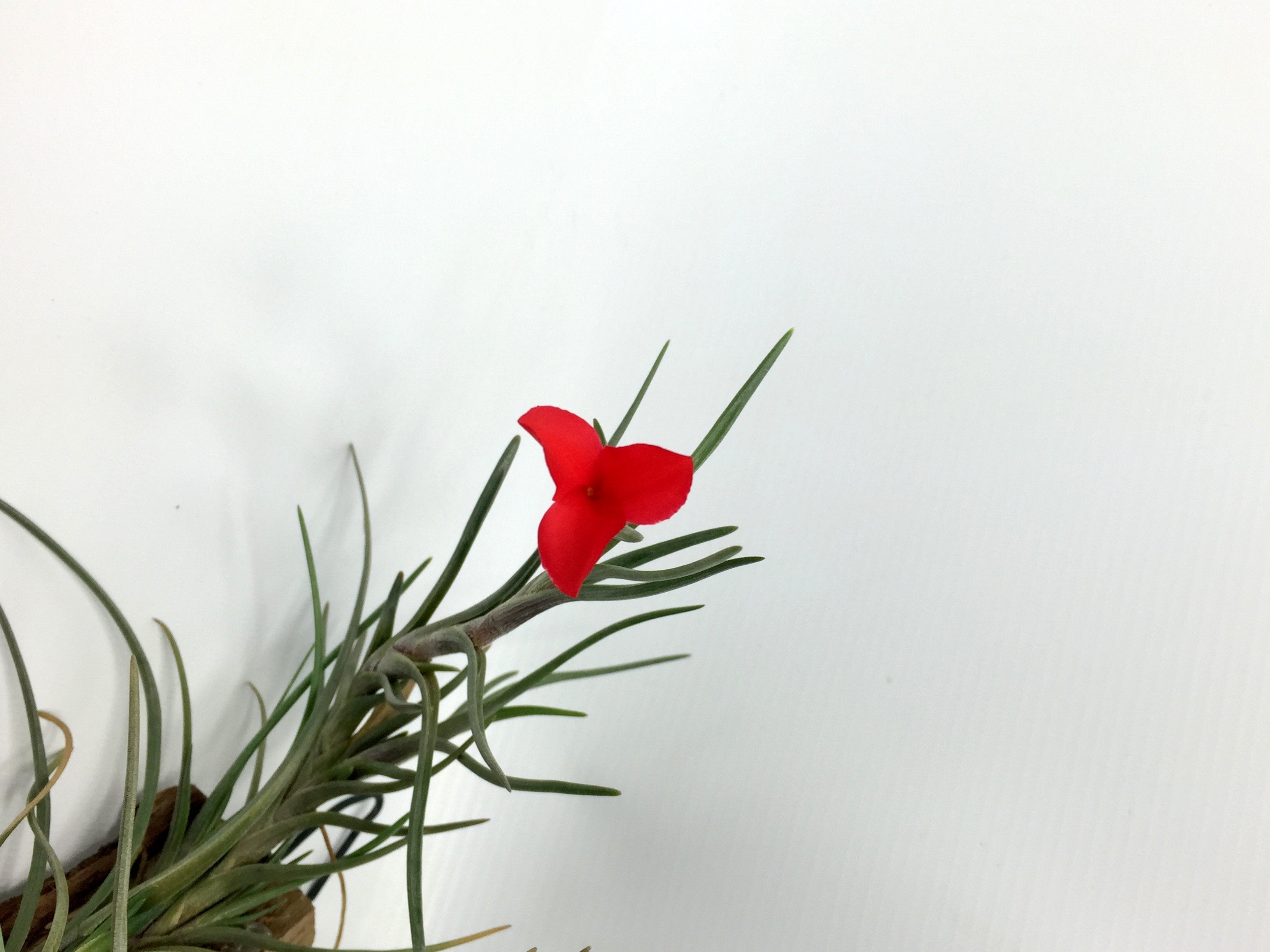 Tillandsia albertiana