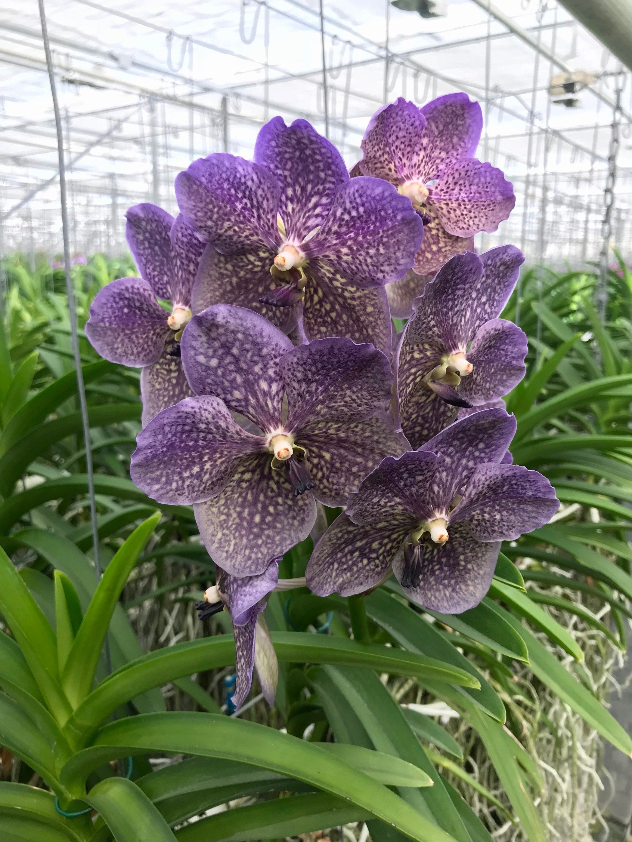 Vanda Rothschildiana "Dark"