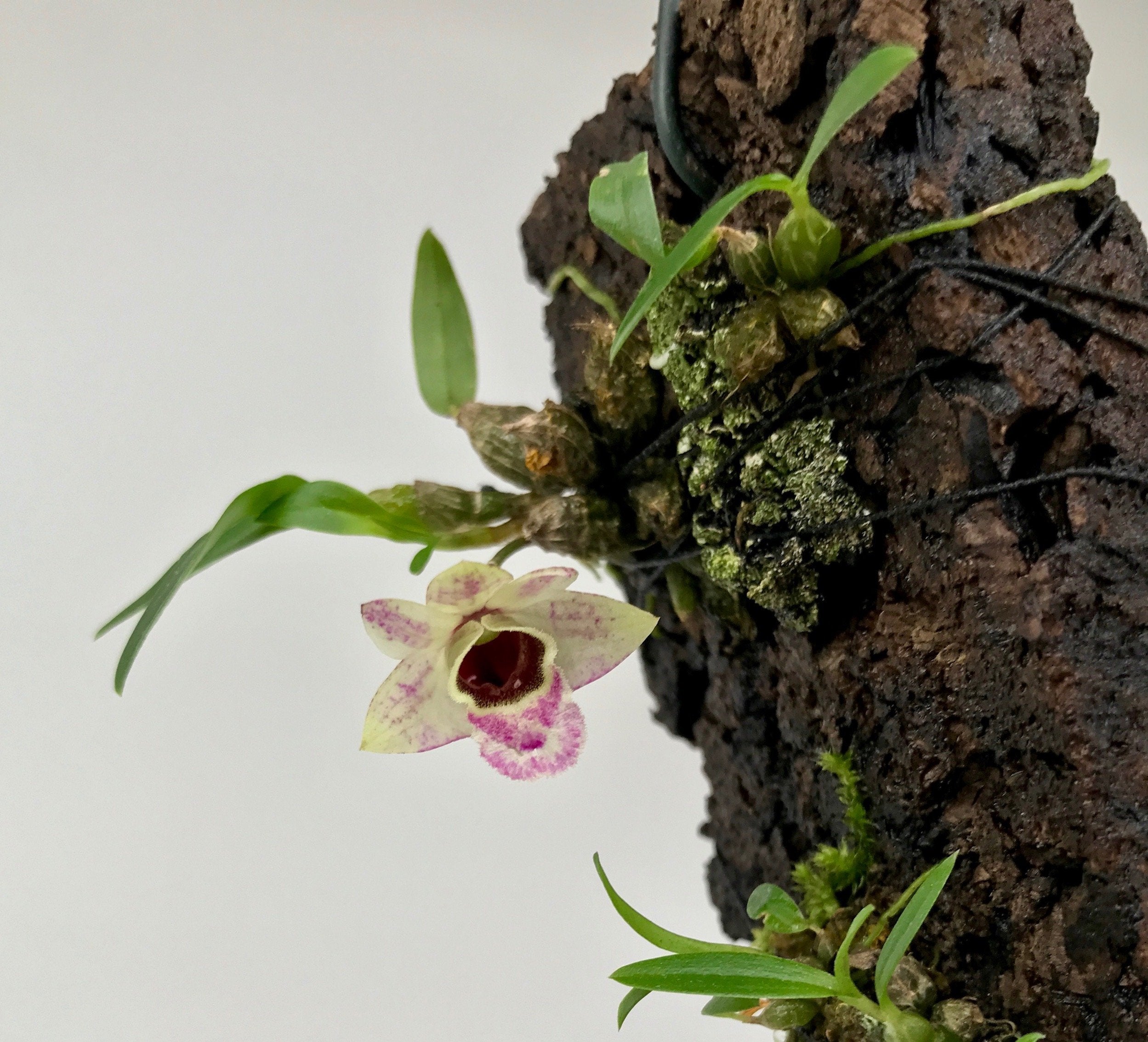 Dendrobium hekouense "Groß pflanze"