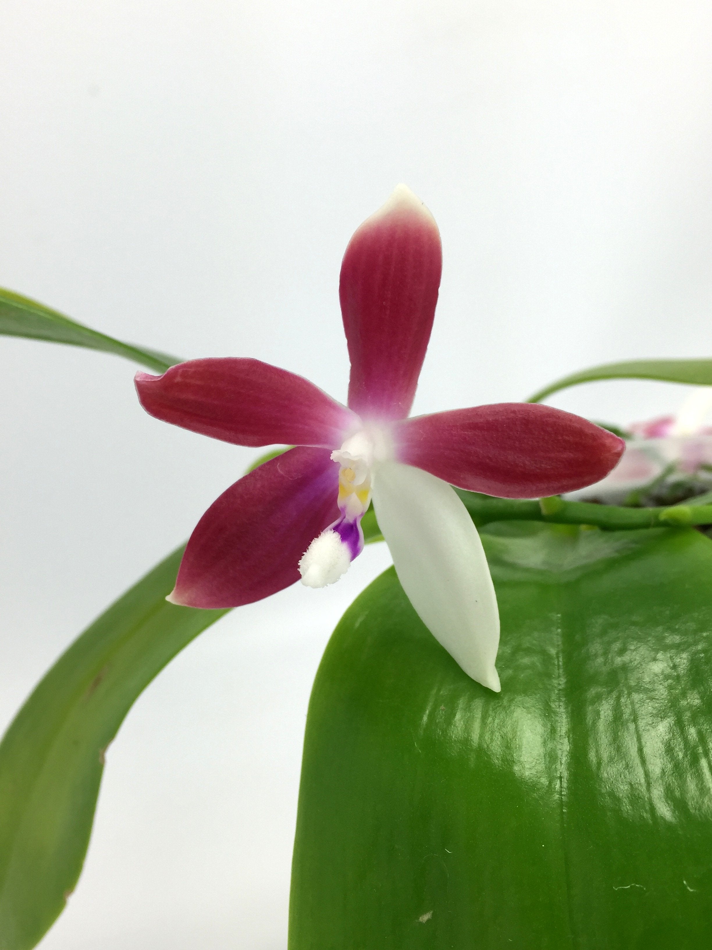 Phalaenopsis tetraspis C1 "Big"