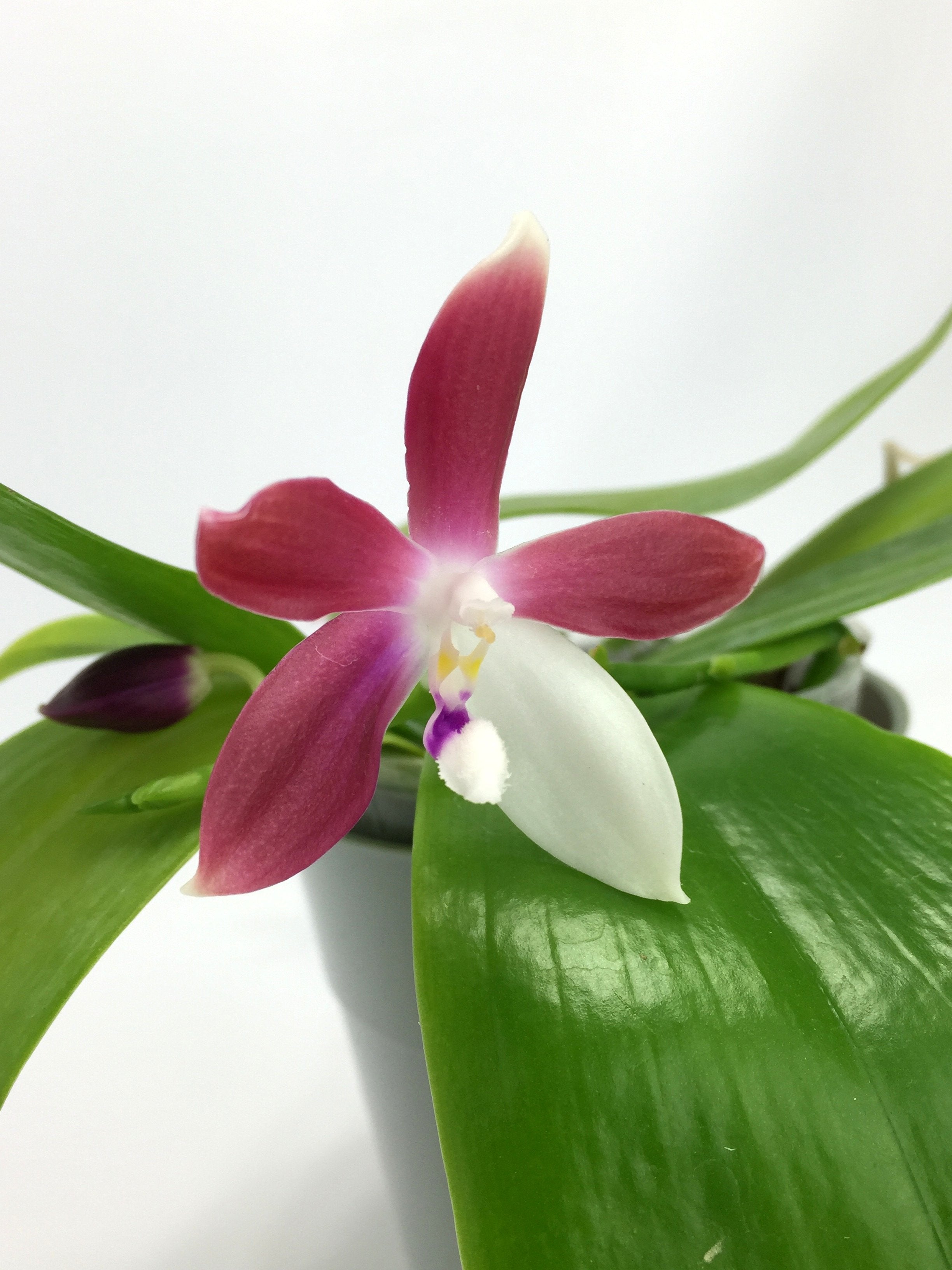 Phalaenopsis tetraspis C1