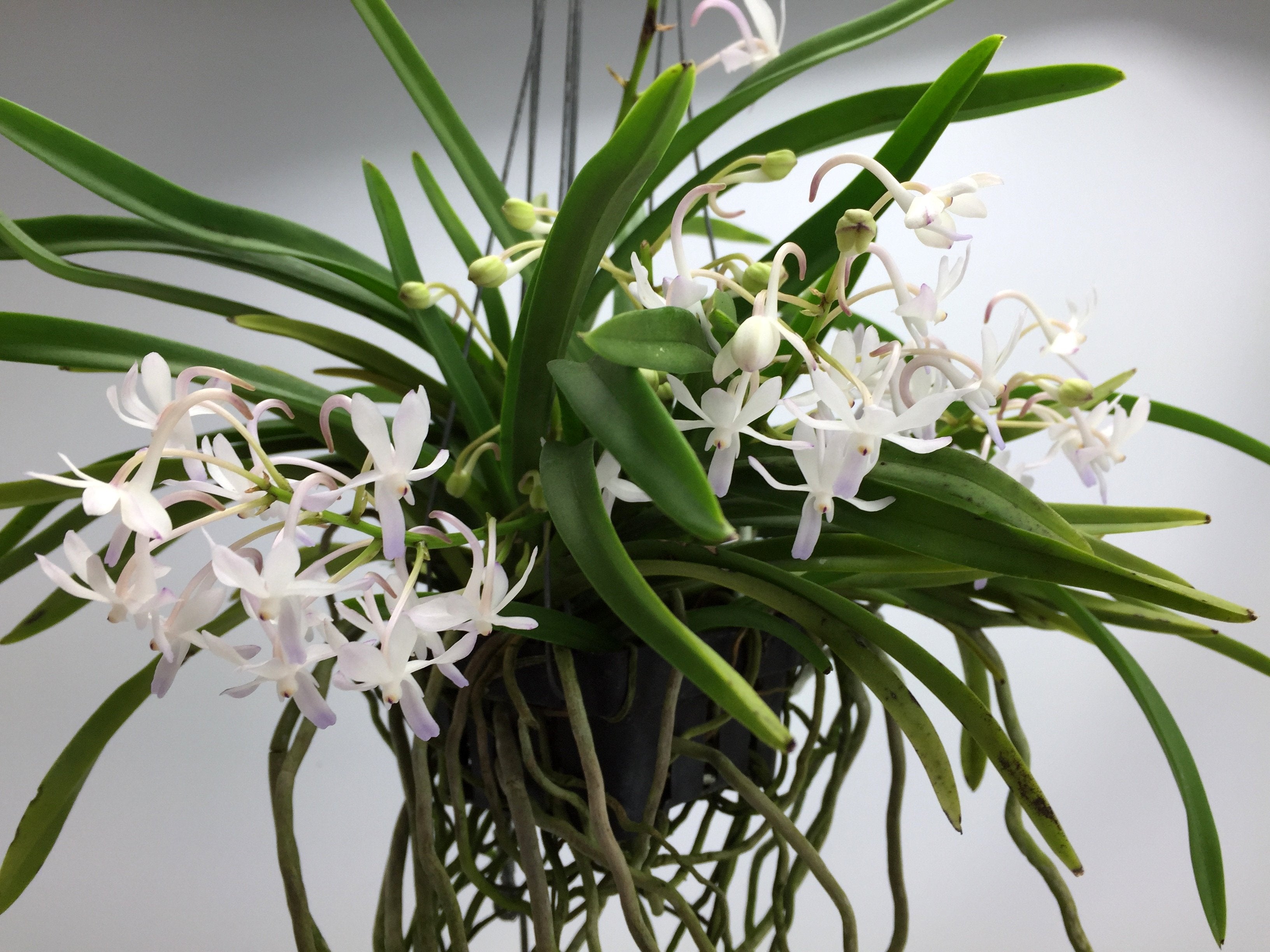 Neostylis Lou Snearly XXL ''Huge Mini Type''