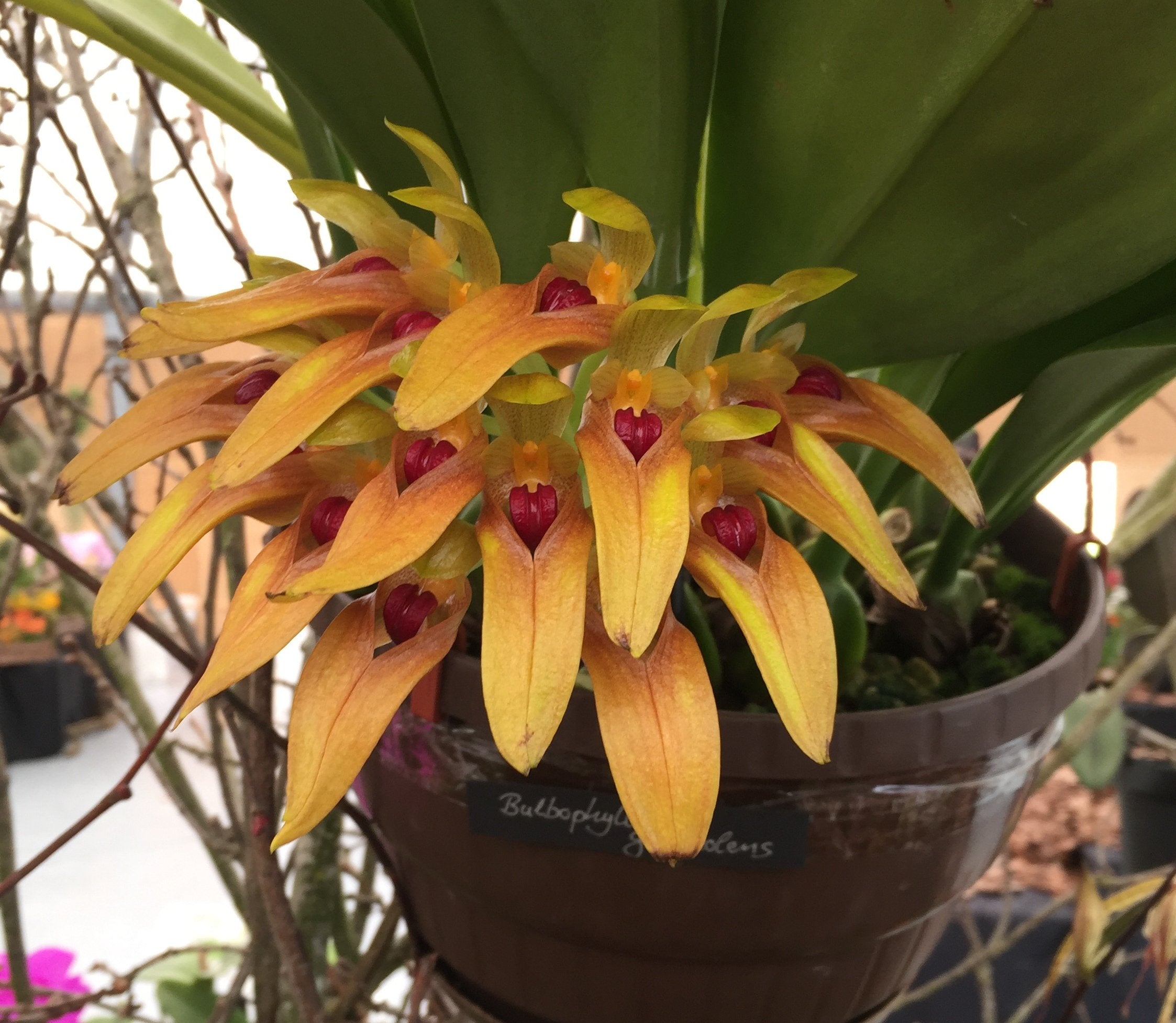Bulbophyllum graveolens "Groß"
