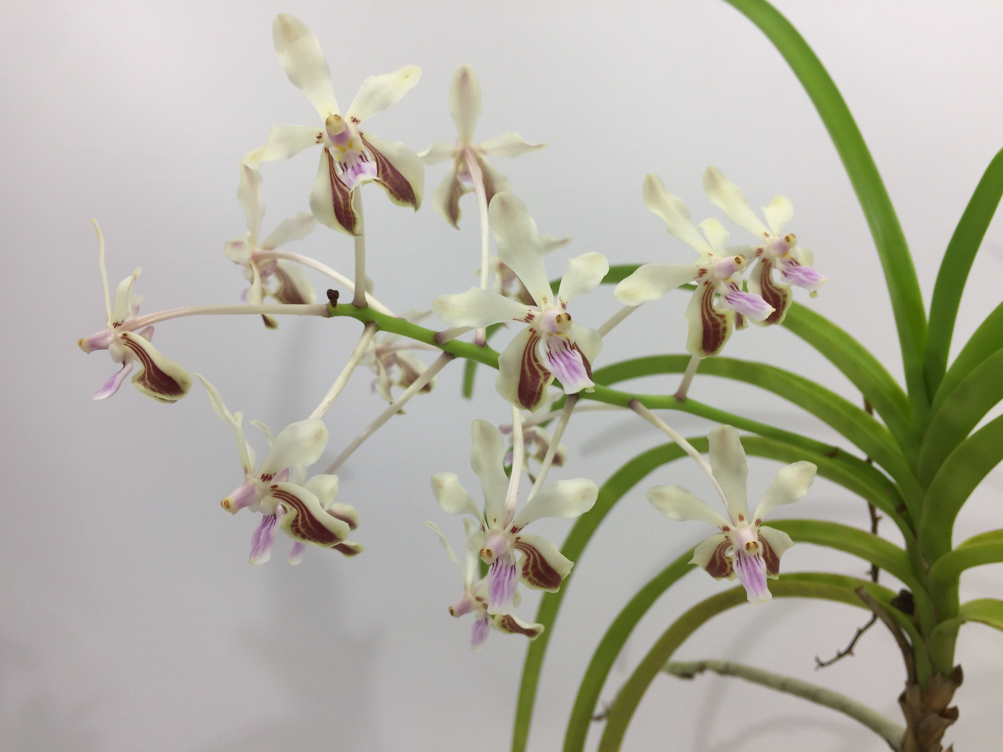 Vanda lamellata var. boxallii x V. lamellata