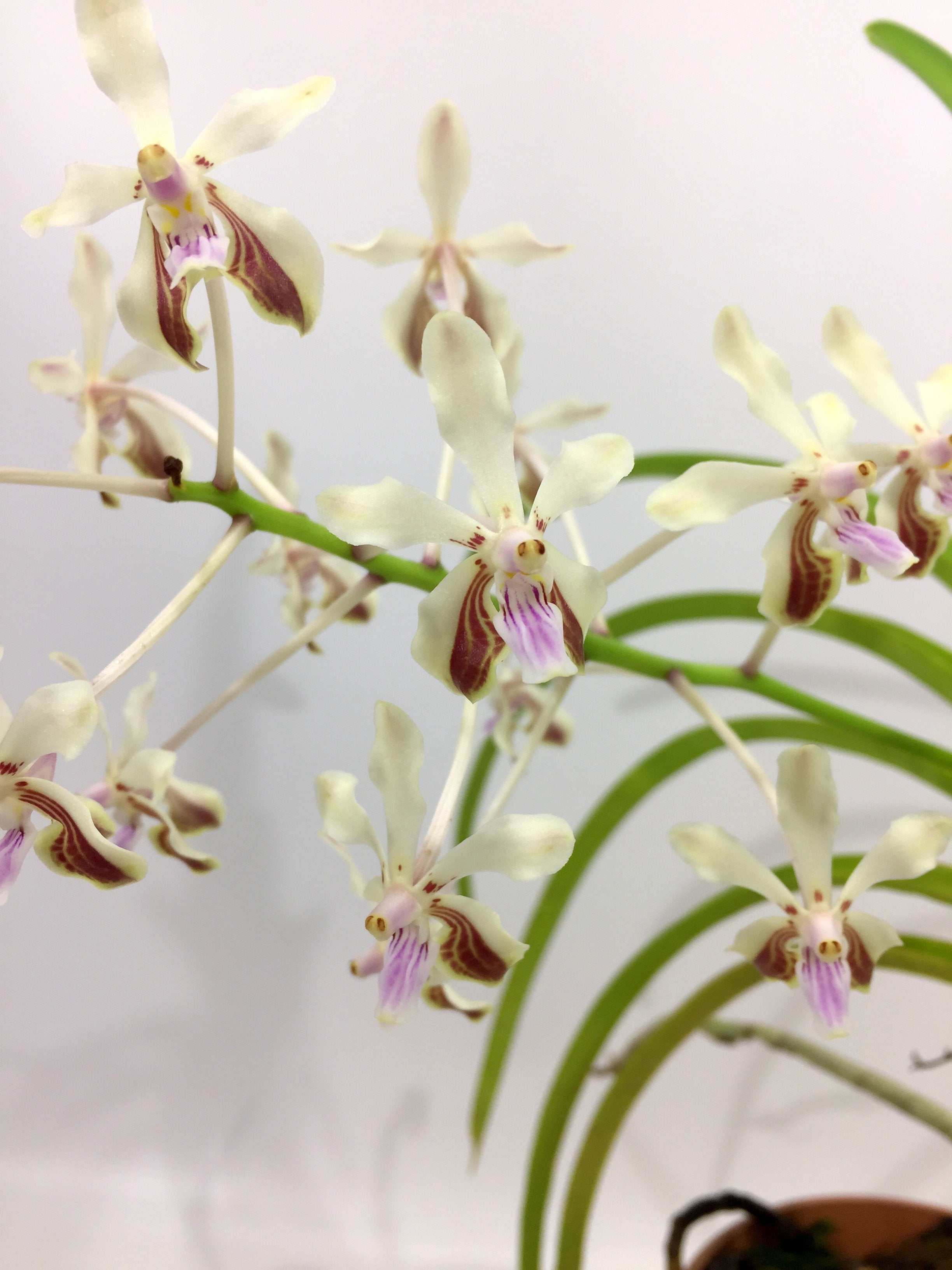 Vanda lamellata var. boxallii x V. lamellata