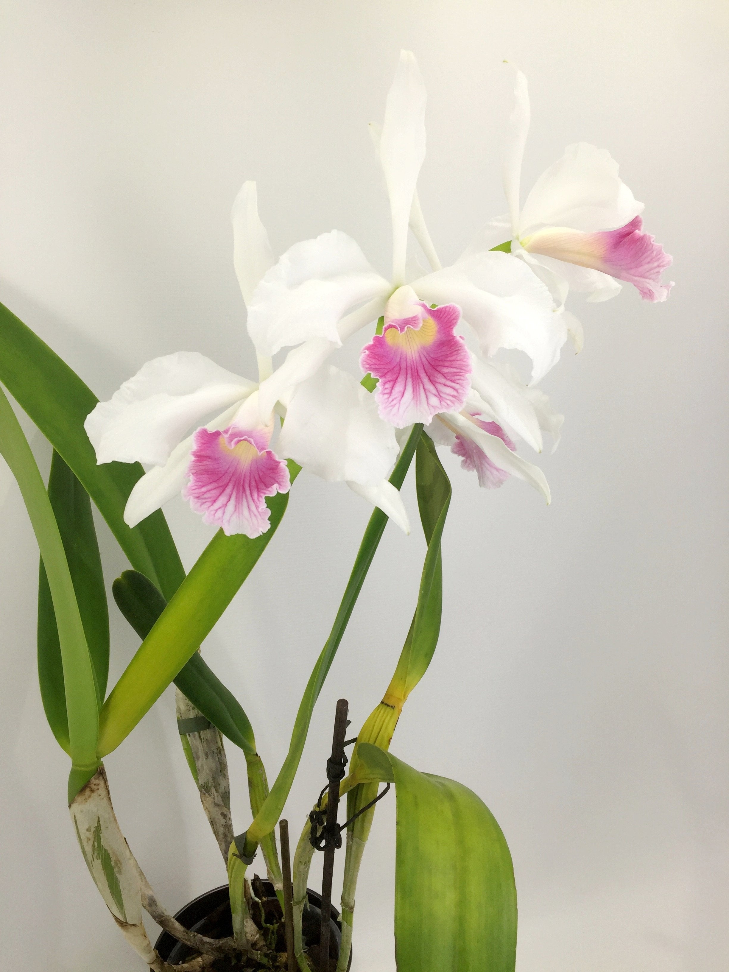 Laelia purpurata var. carnea
