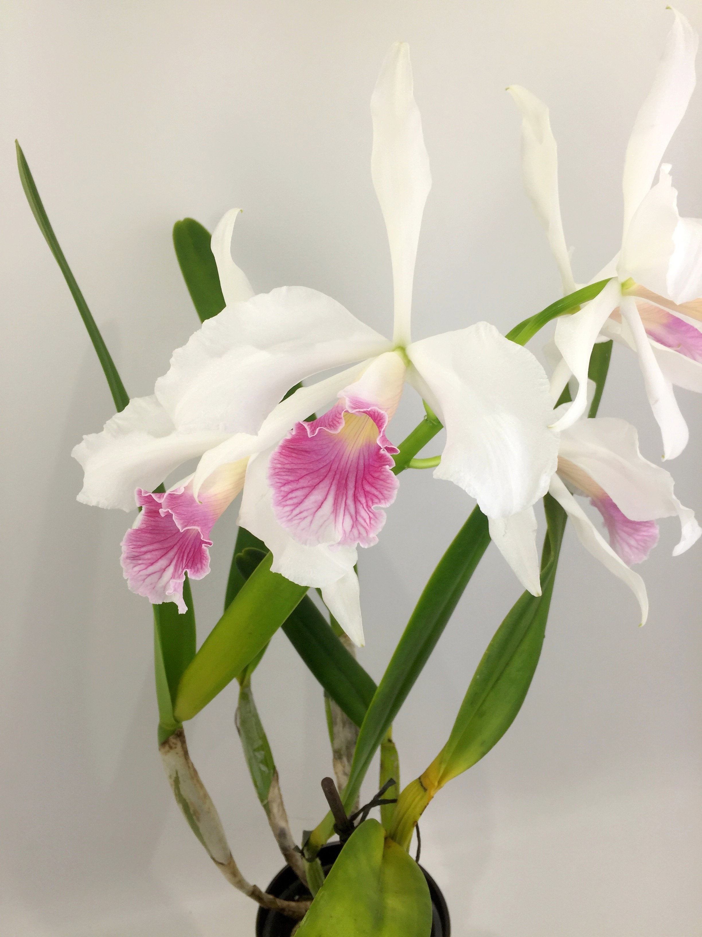 Laelia purpurata var. carnea
