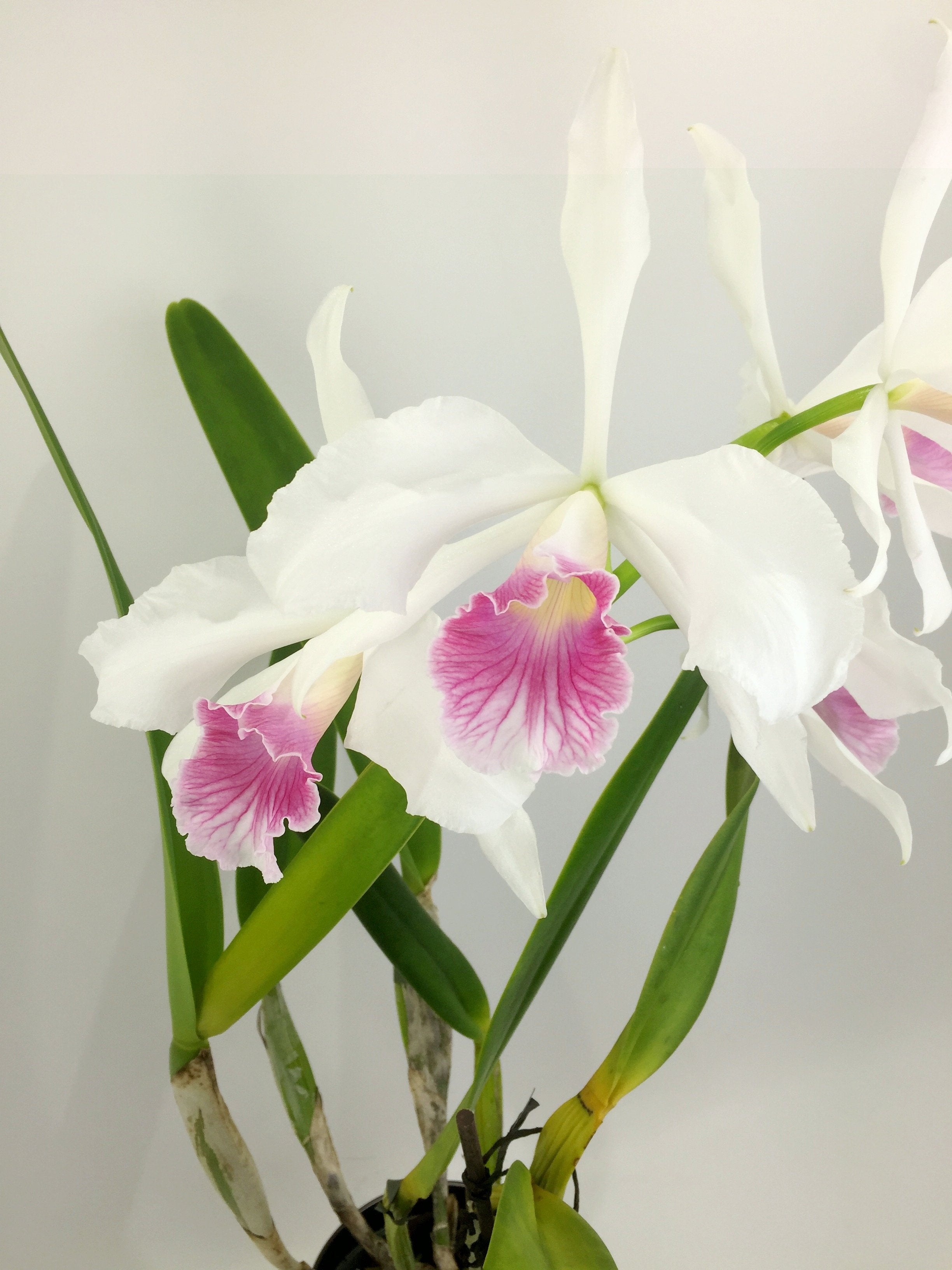 Laelia purpurata var. carnea