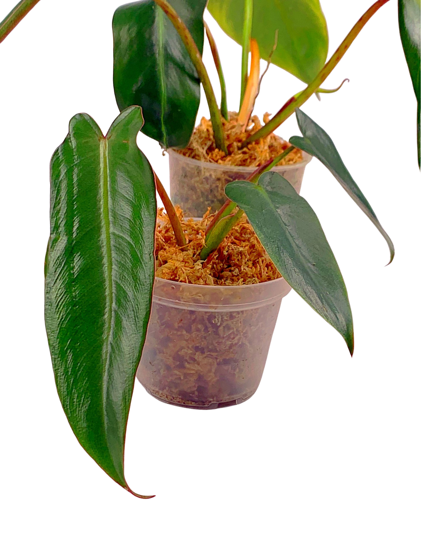 Philodendron spiritus sancti (Small Plant 3 Leaves, few roots)