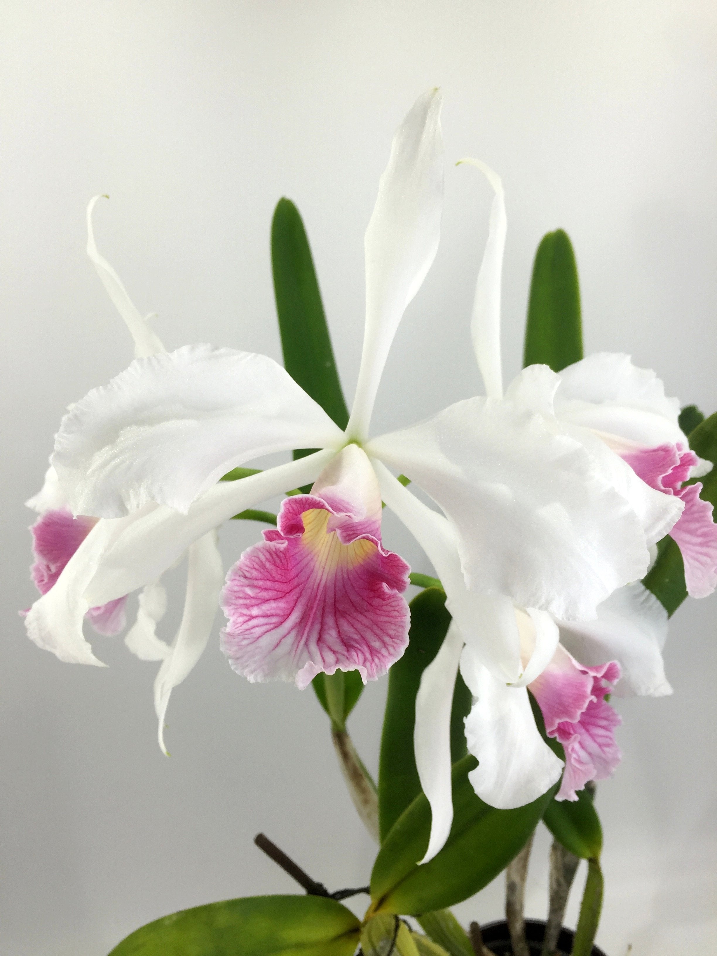 Laelia purpurata var. carnea