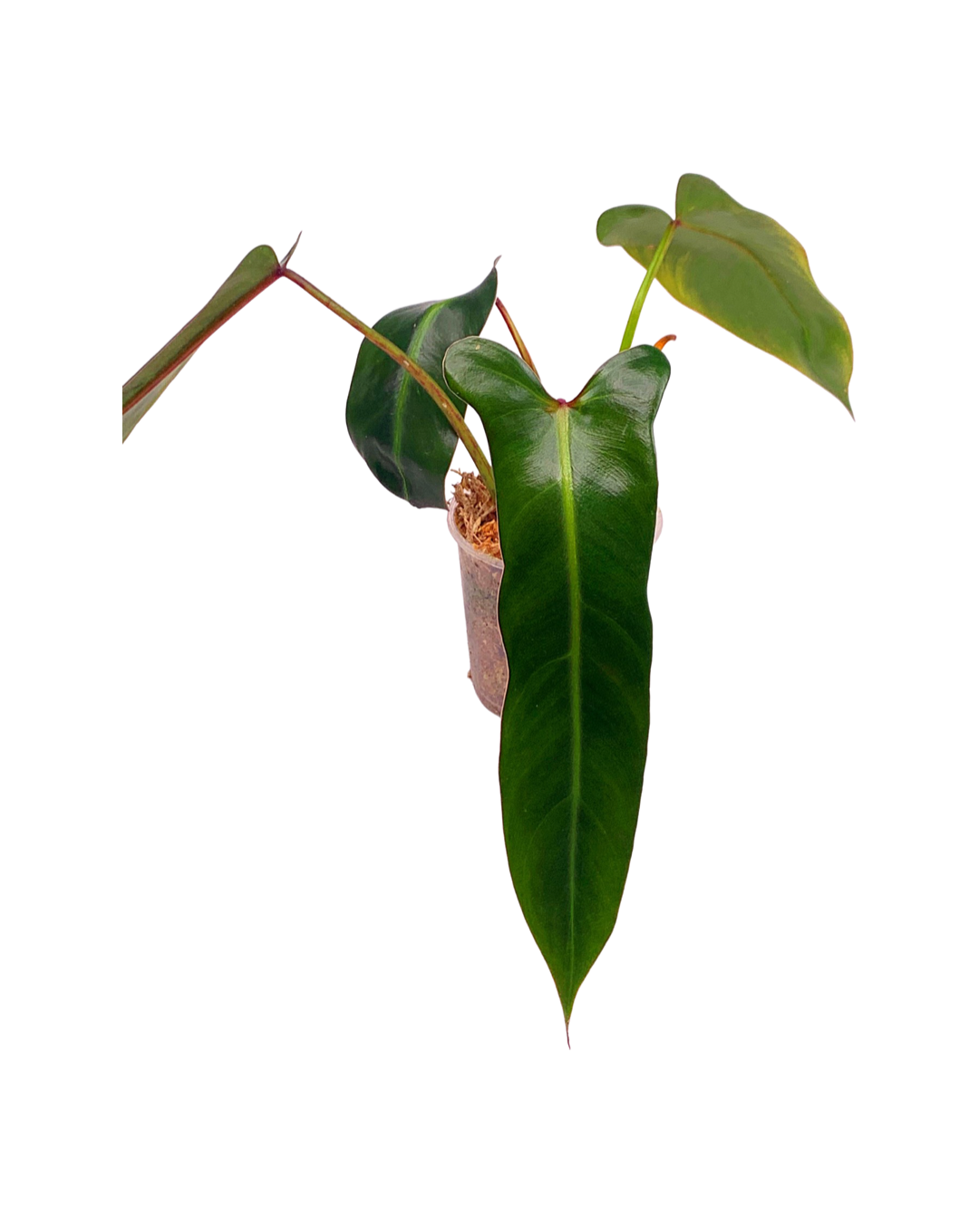 Philodendron spiritus sancti