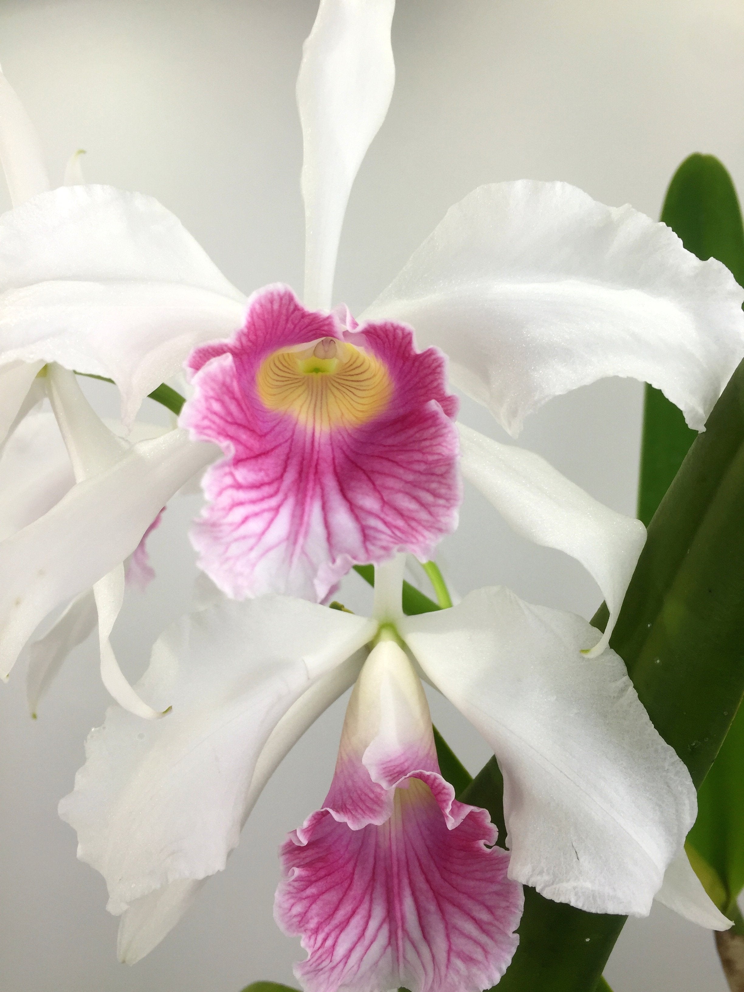 Laelia purpurata var. carnea